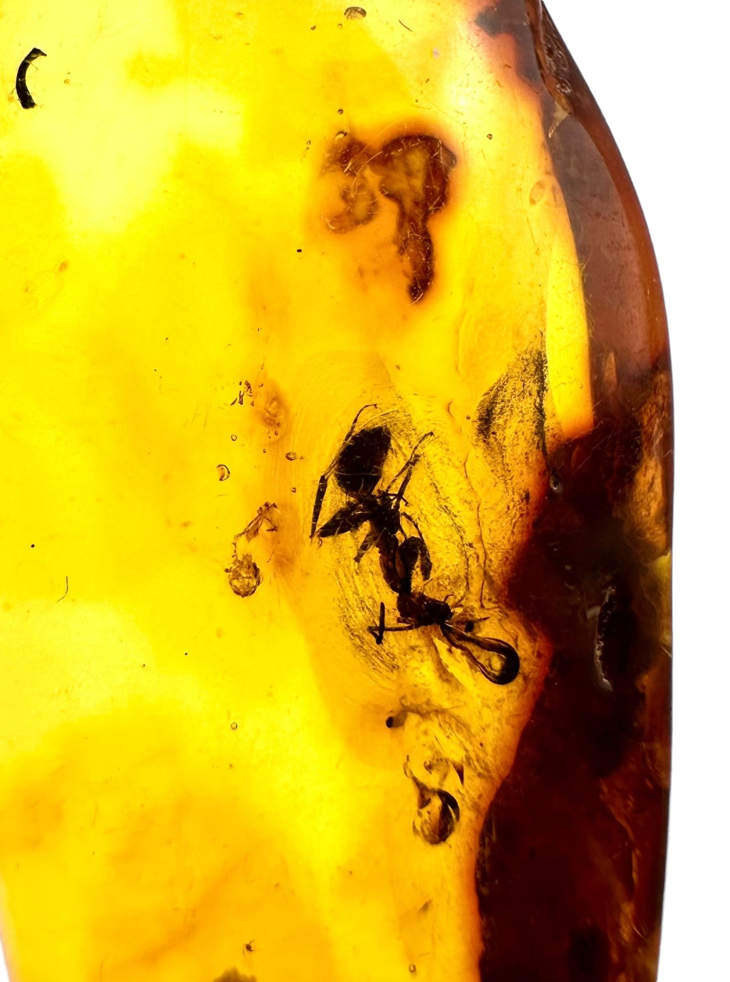 Ambra con insetti – Lithuania – IJ005