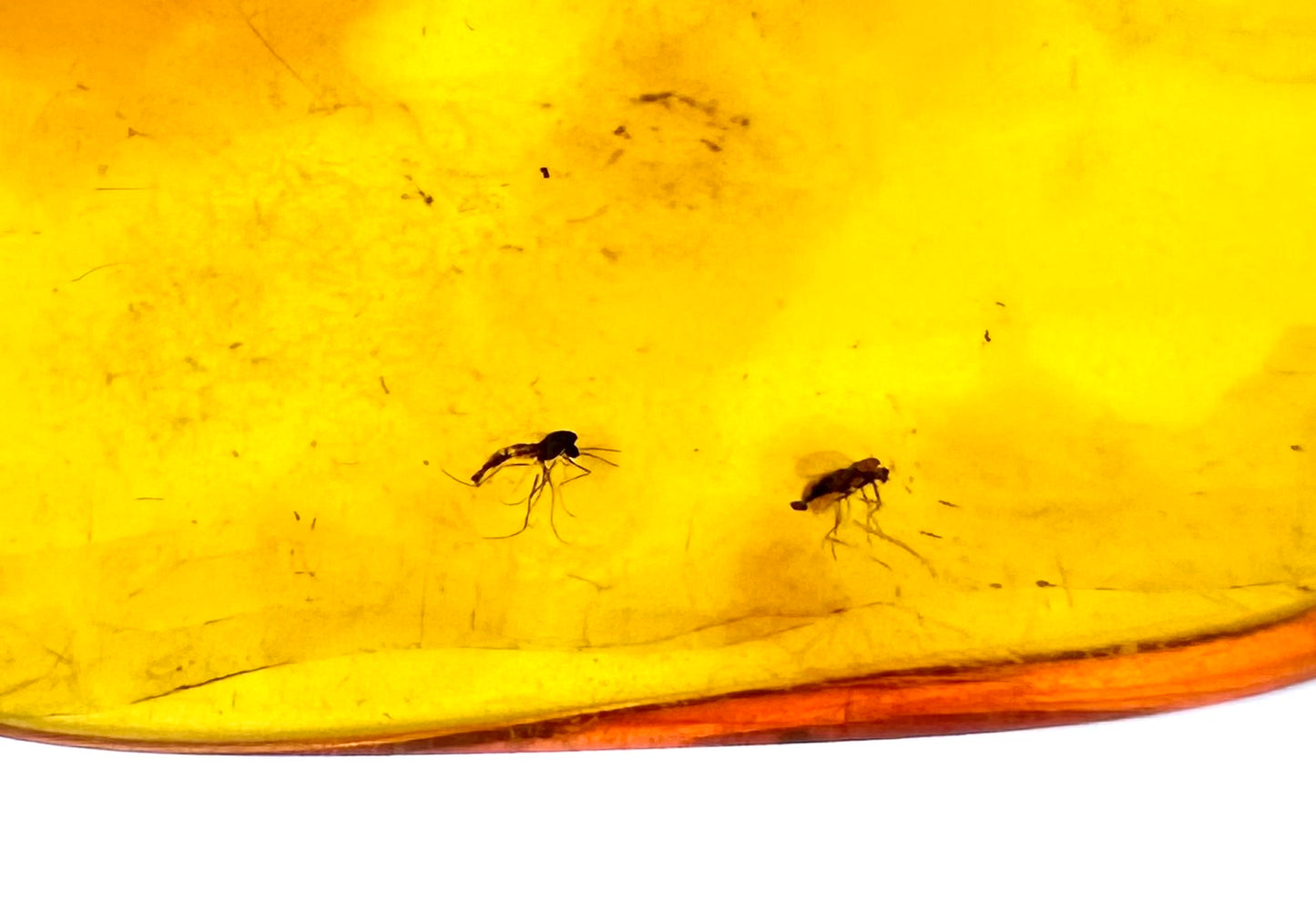Ambra con insetti – Lithuania – IJ015
