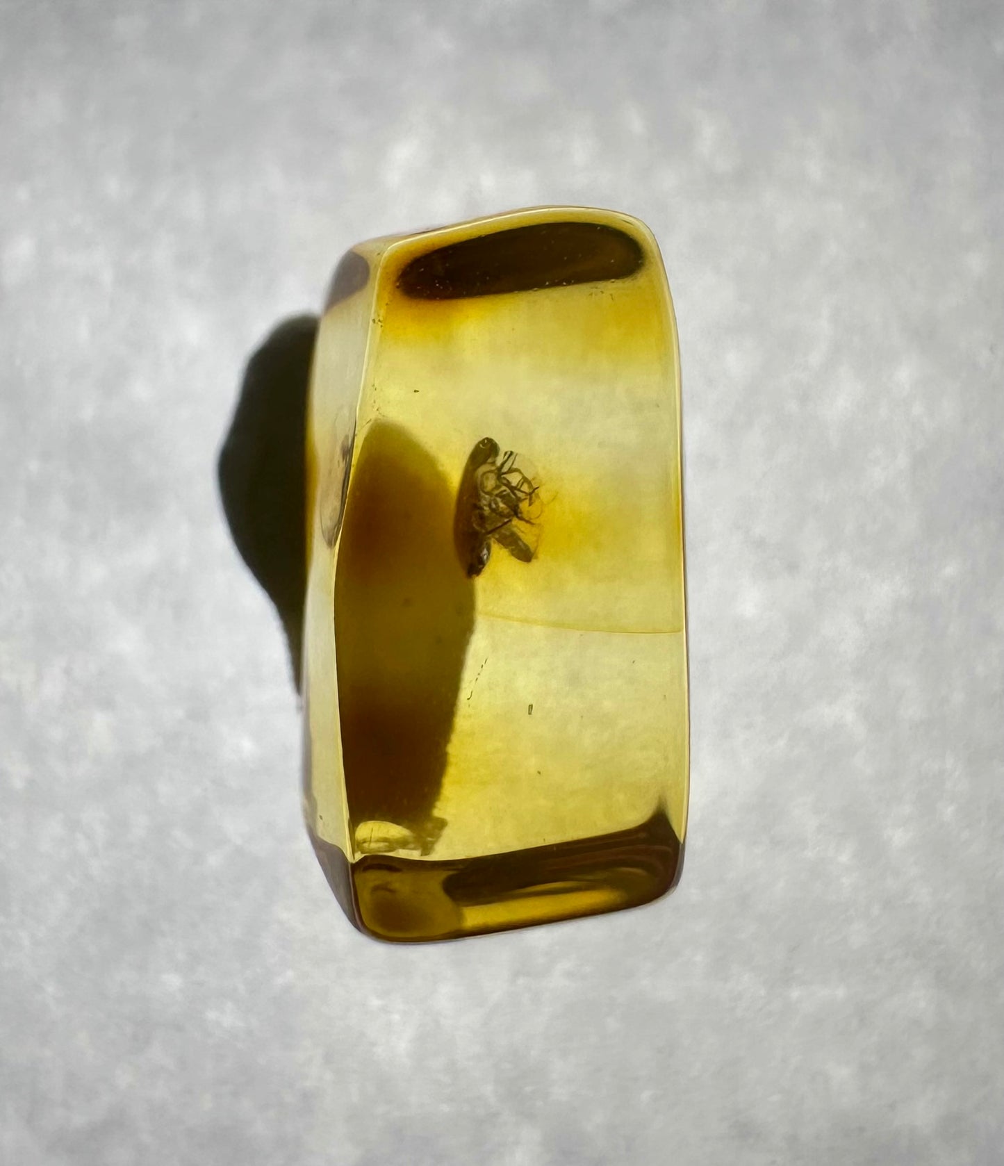 Ambra con insetti in a box with magnifying glass – Lithuania – IJK044