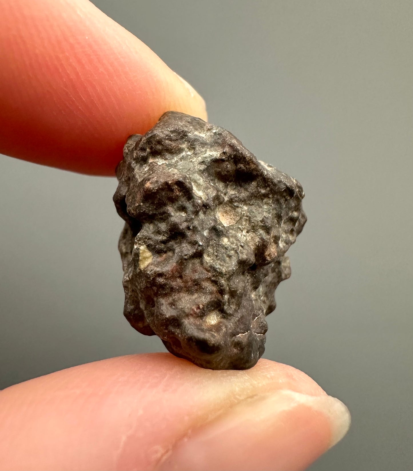 Meteorite NWA 869 – Northwest Africa – MENW03
