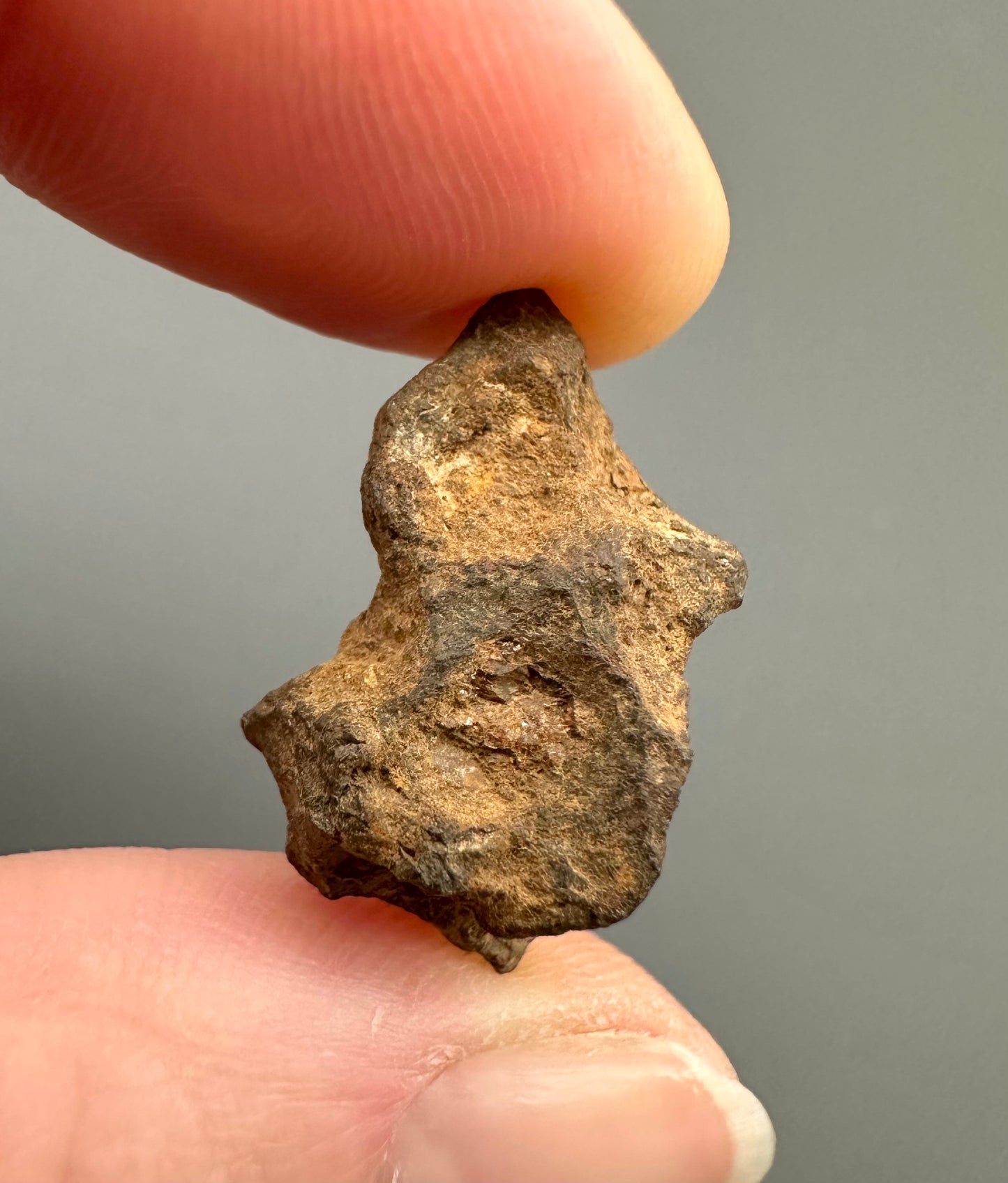 Meteorite Pallasite Sericho – Kenya – MESR70