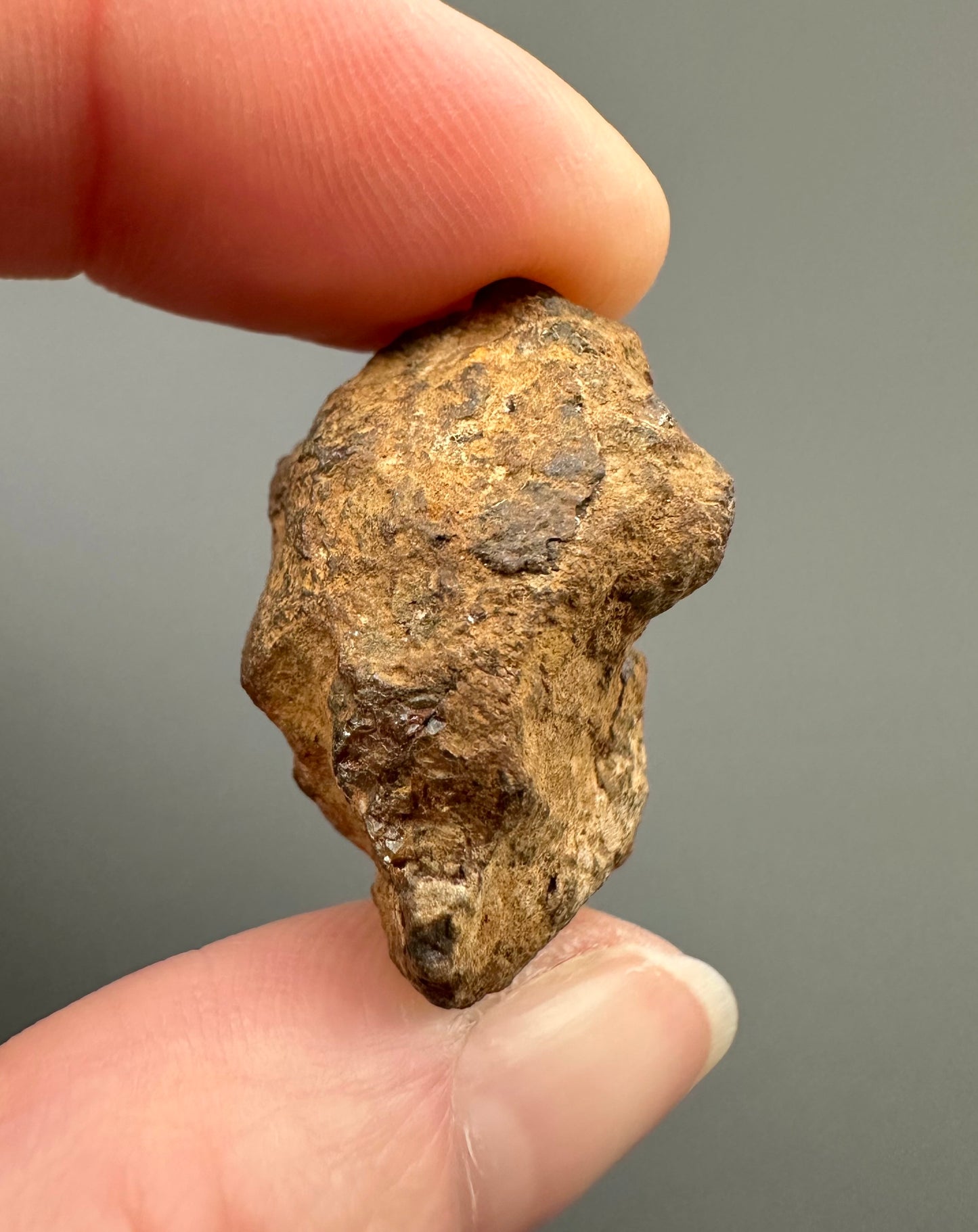 Meteorite Pallasite Sericho – Kenya – MESR72