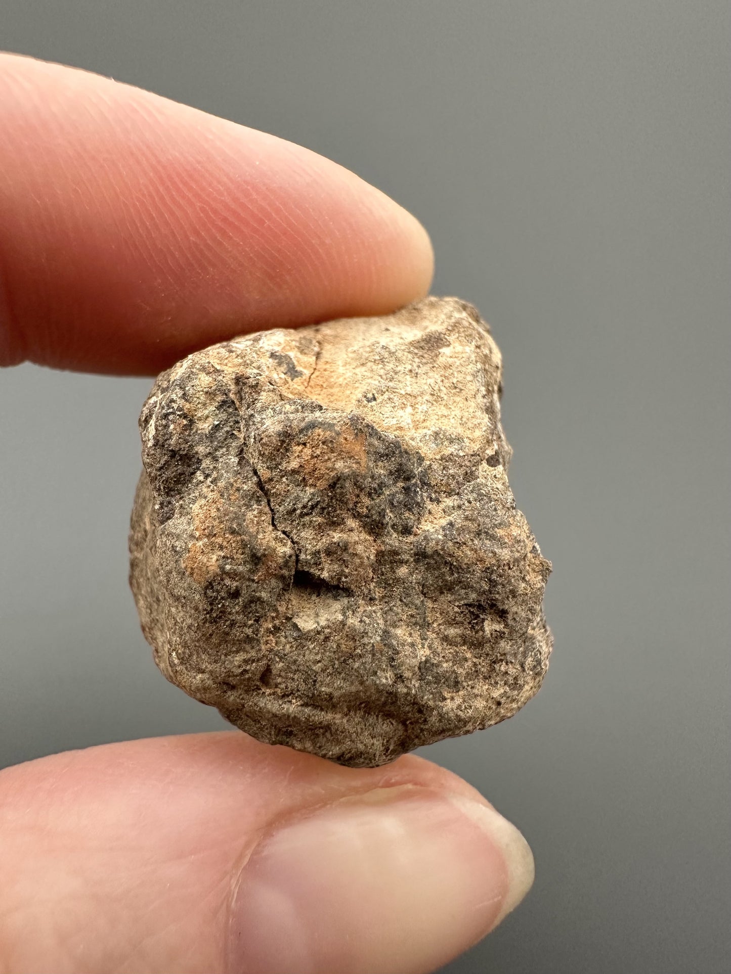 Meteorite Al Haggounia 001 – Western Sahara – MEAH54