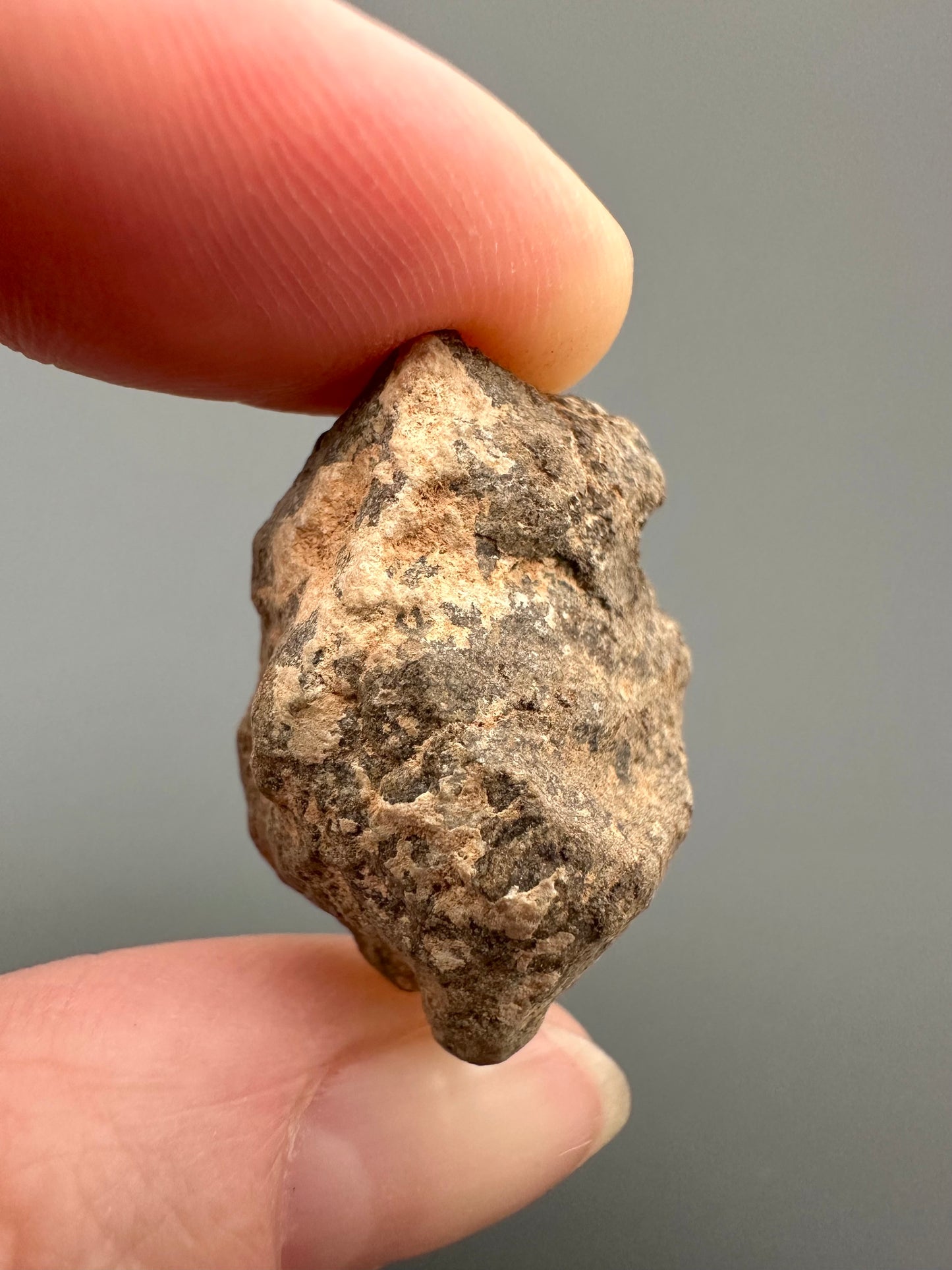 Meteorite Al Haggounia 001 – Western Sahara – MEAH55