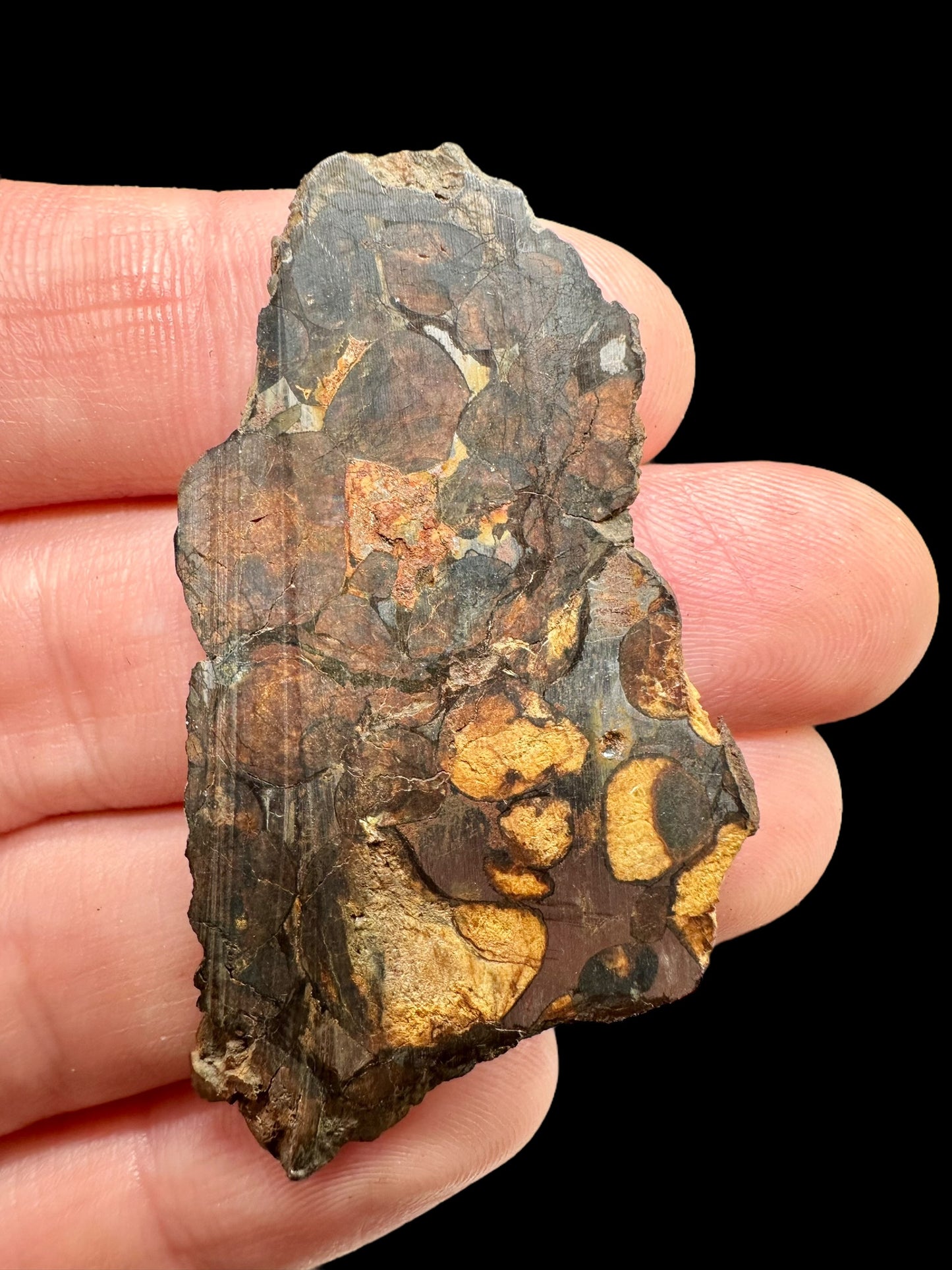 Meteorite Pallasite Sericho – Kenya – MESR86