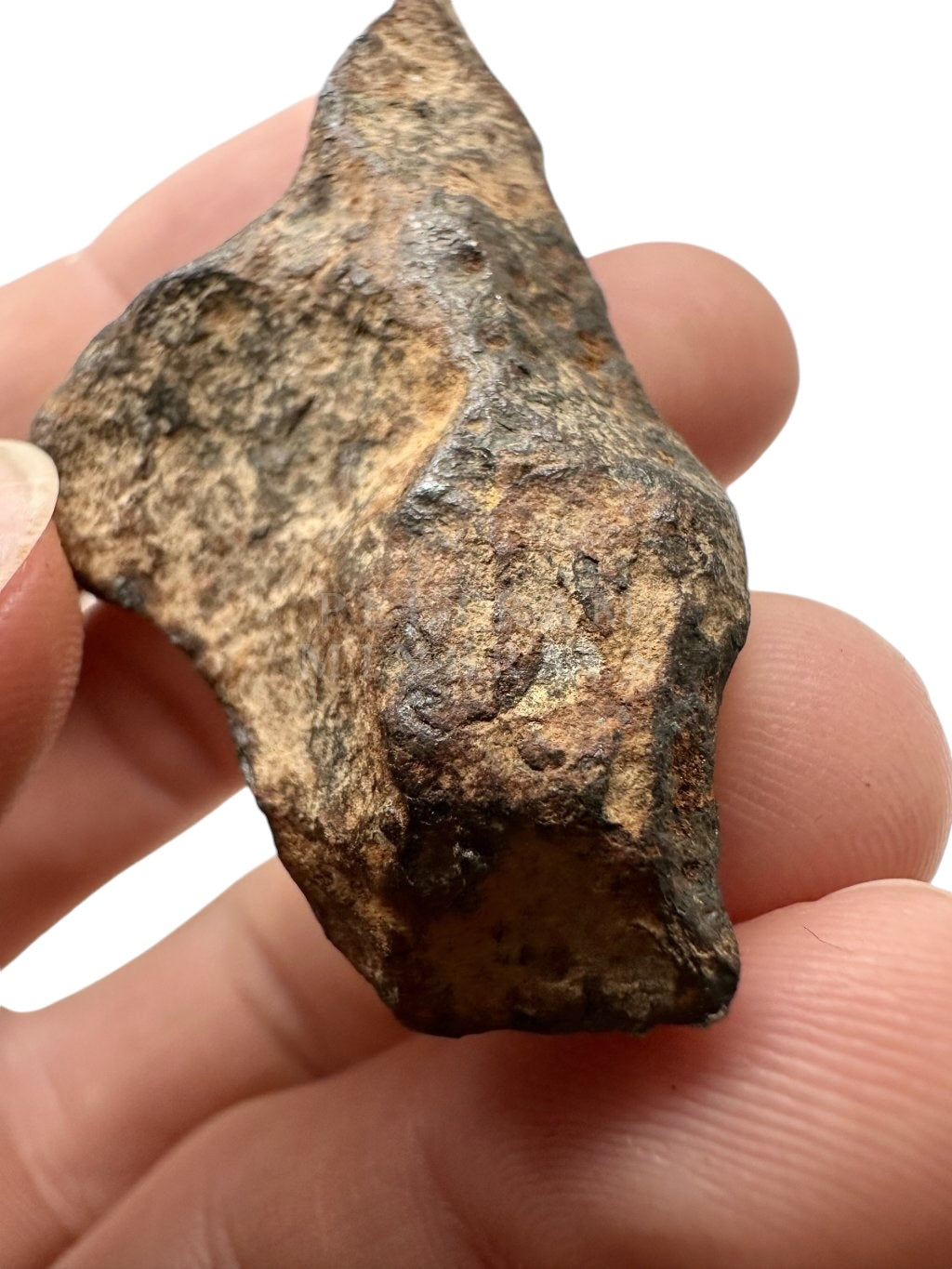 Meteorite Mundrabilla – Nullarbor plain, Australia – MEMU01