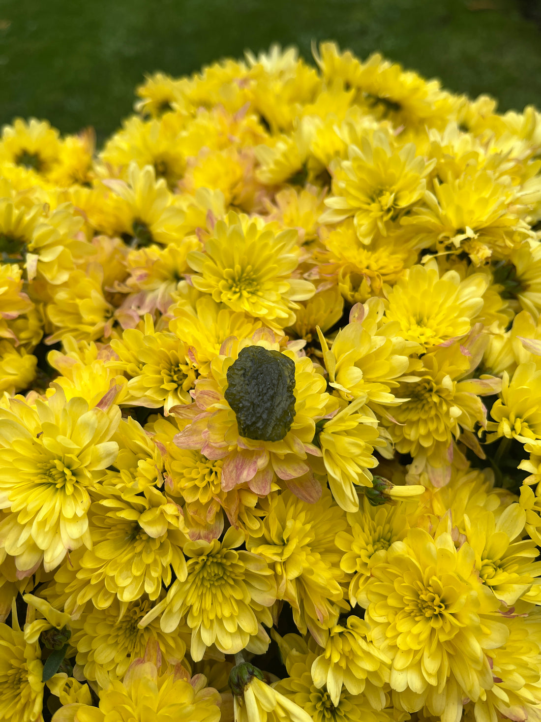 Moldavite grezza con fiori gialli