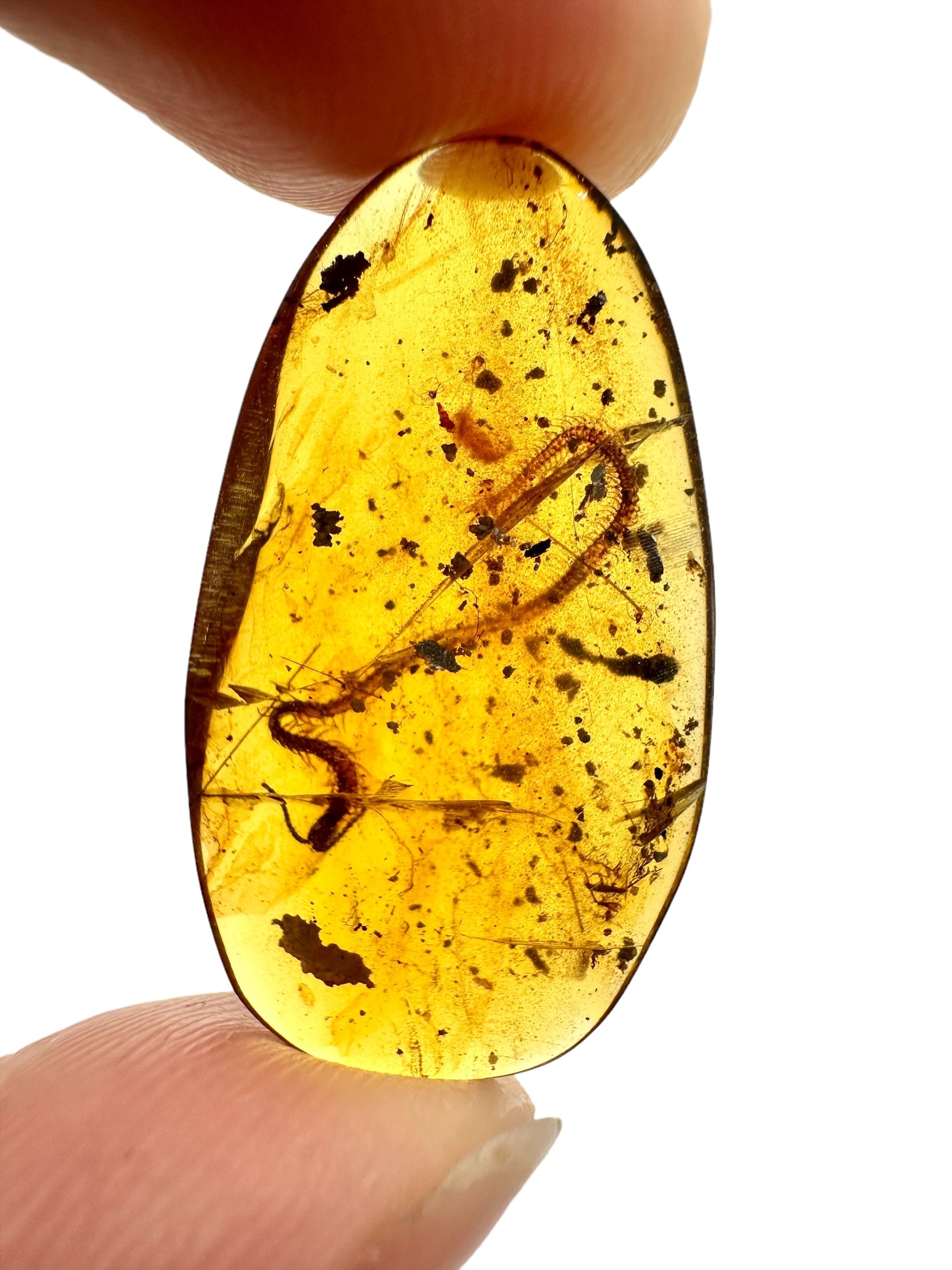 Centipede in amber – Hukawng, Myanmar