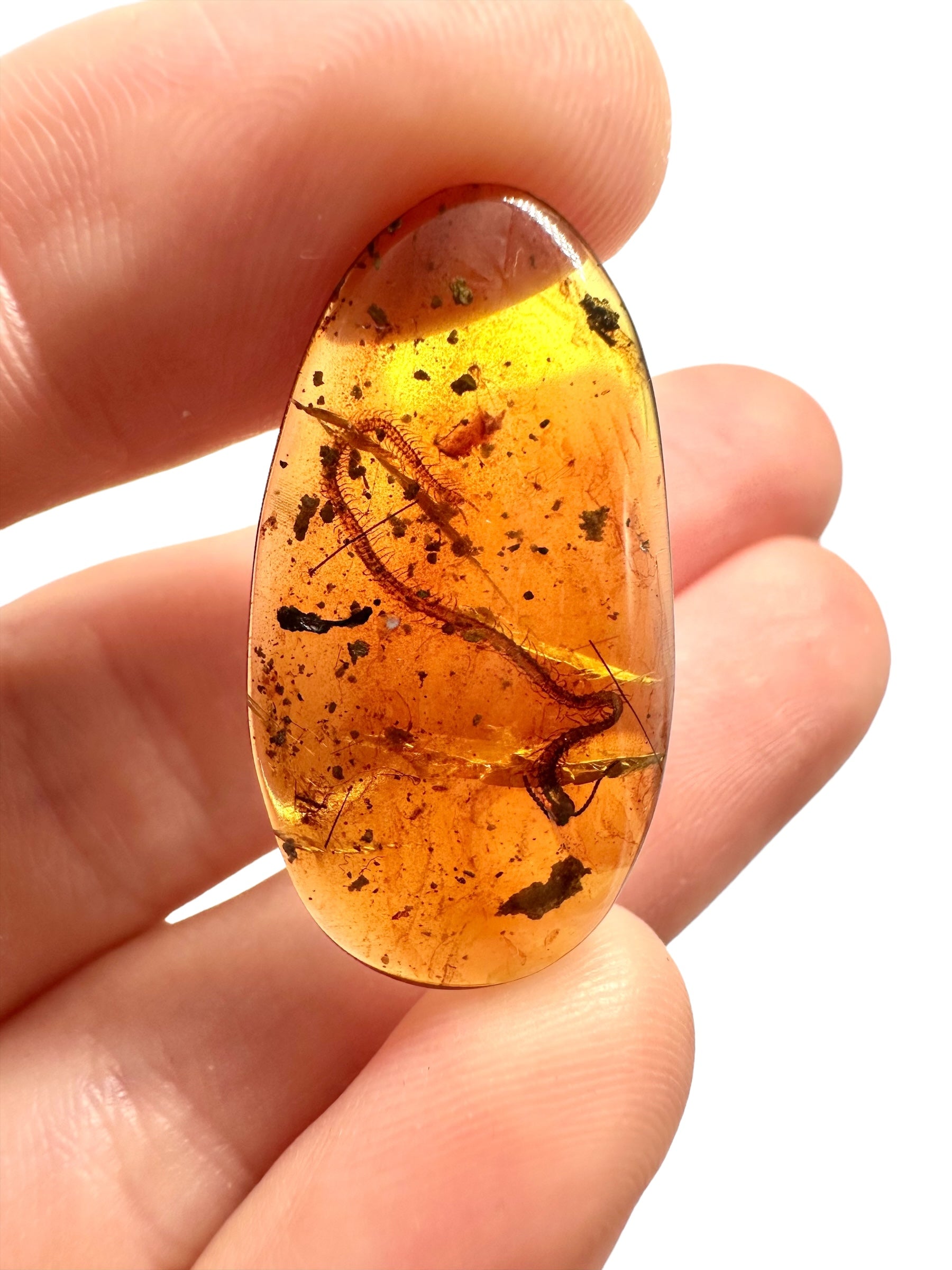 Centipede in amber – Hukawng, Myanmar - IJ002