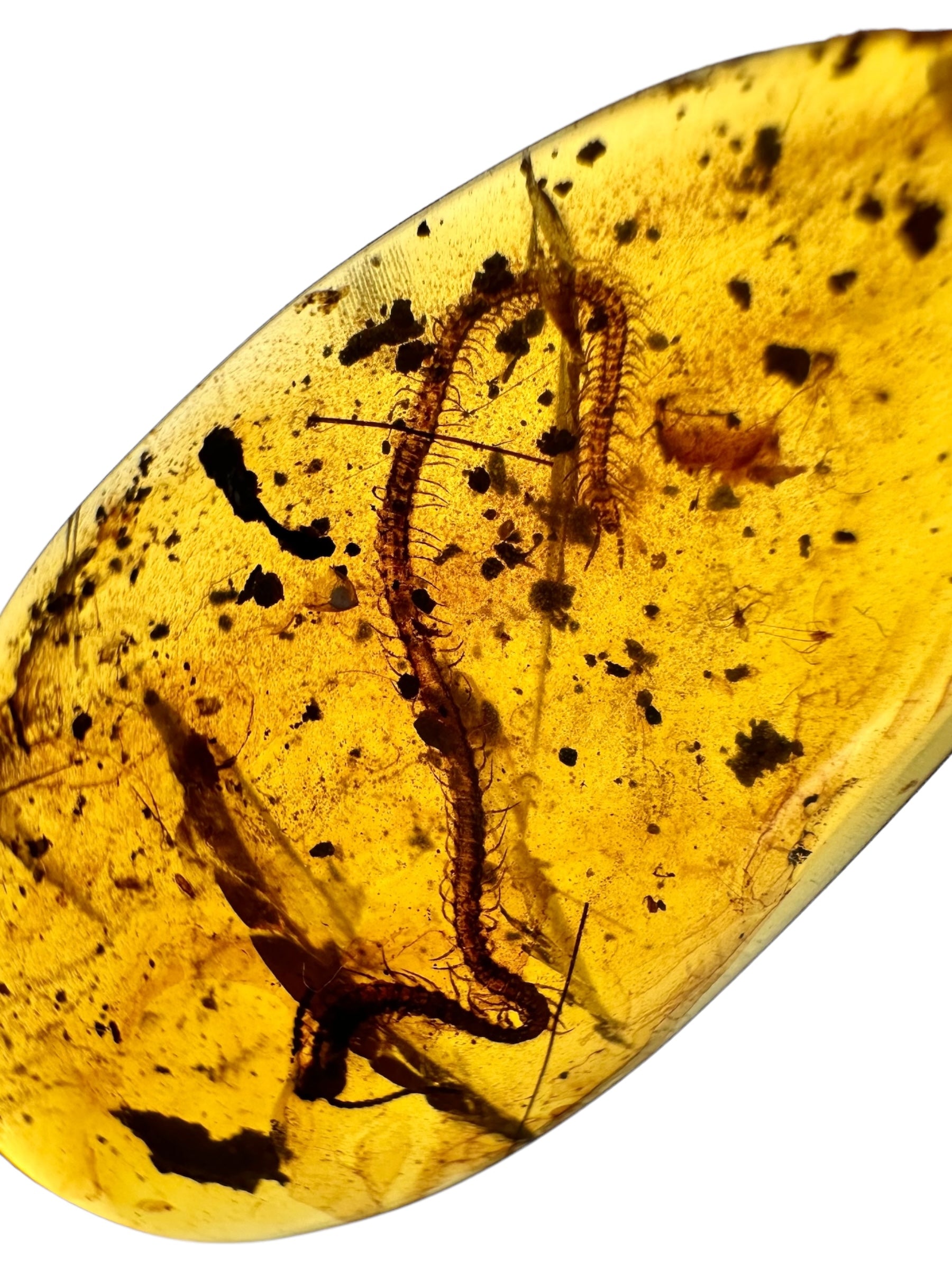 Centipede in amber – Hukawng, Myanmar - IJ002