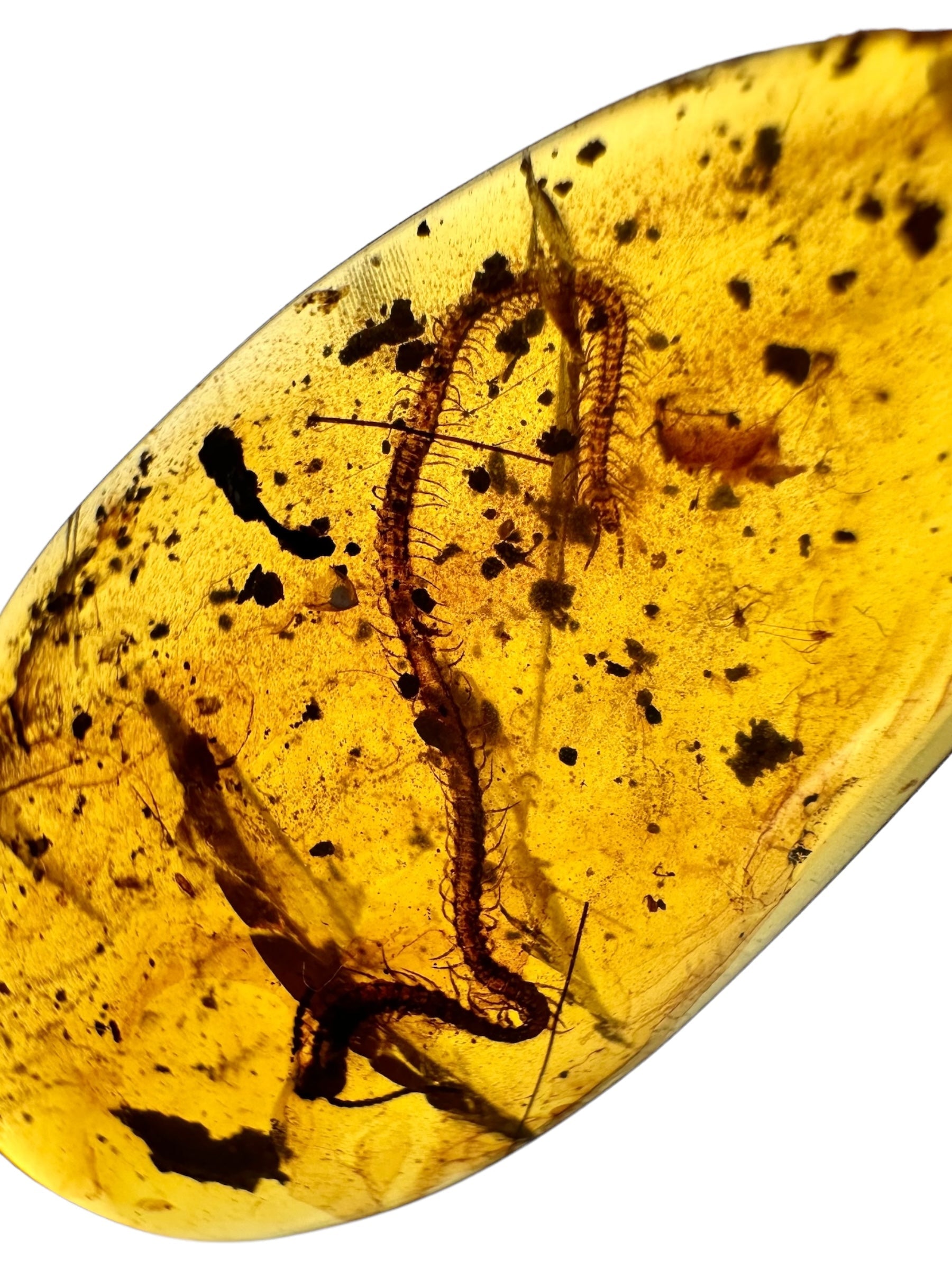 Centipede in amber – Hukawng, Myanmar - IJ002