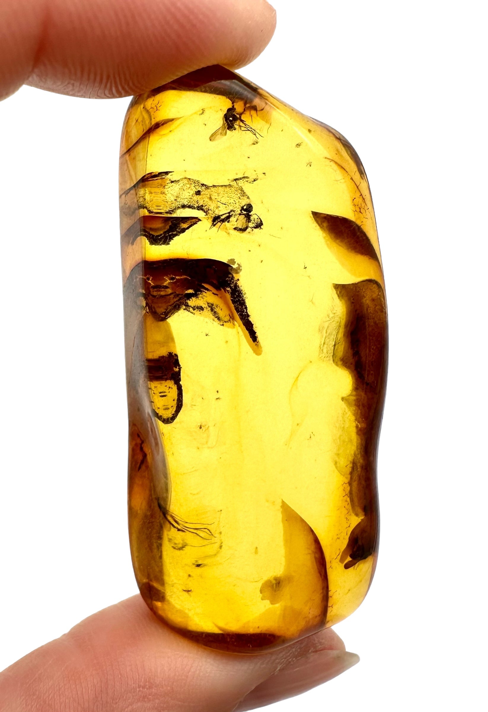 Insects in amber – Lithuania – 10g