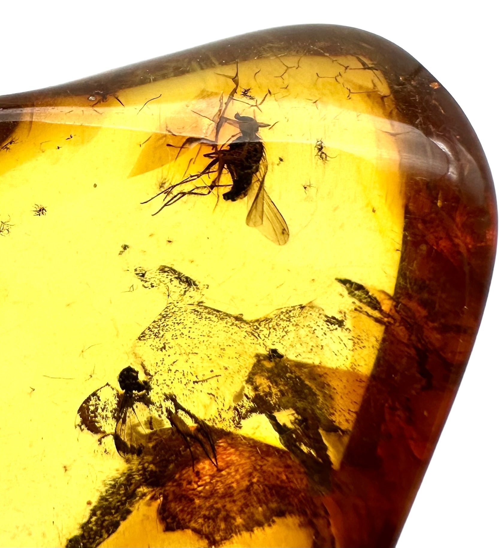 Insects in amber – Lithuania – 10g - IJ003