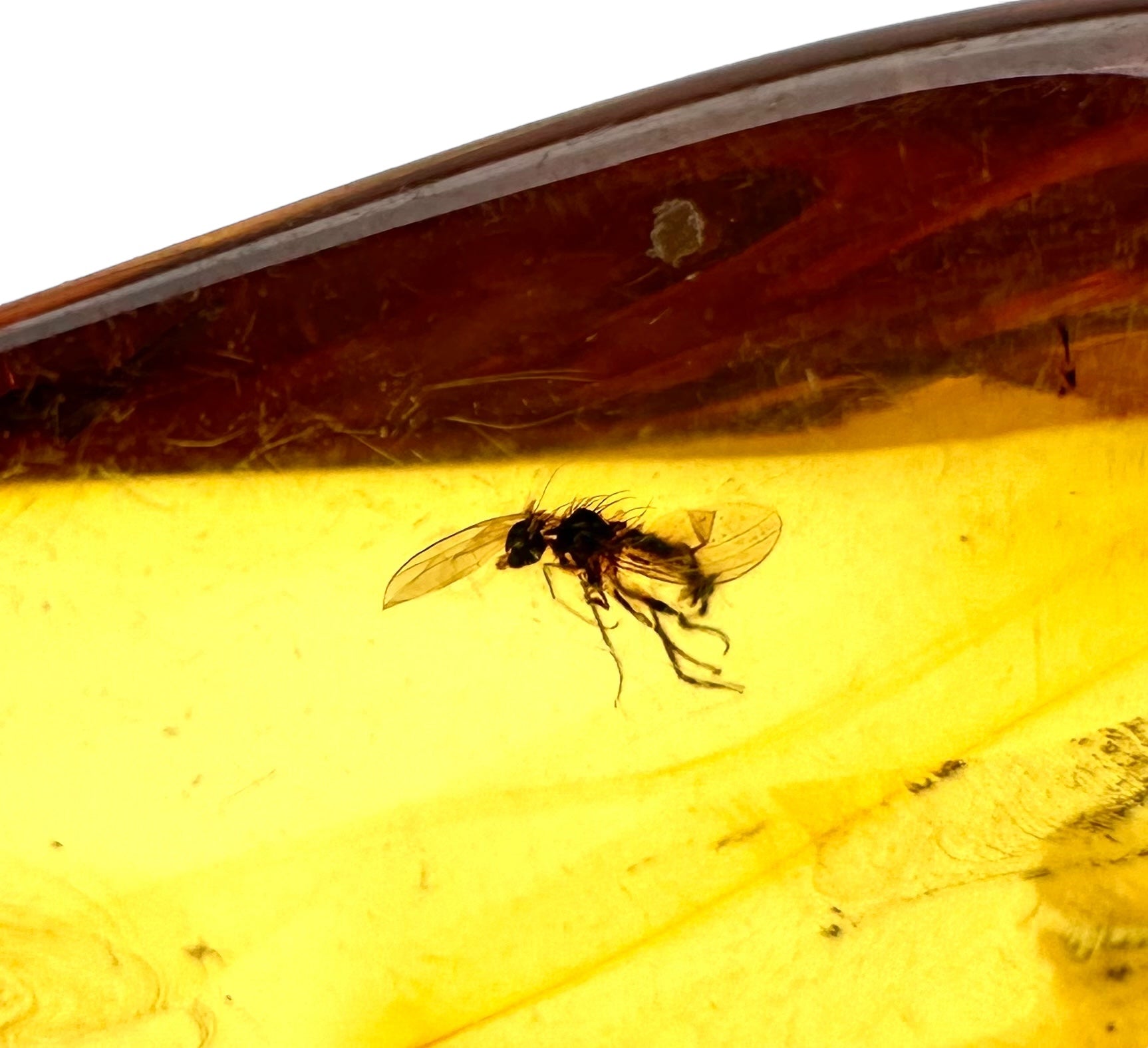 Insects in amber – Lithuania – 10g - IJ003