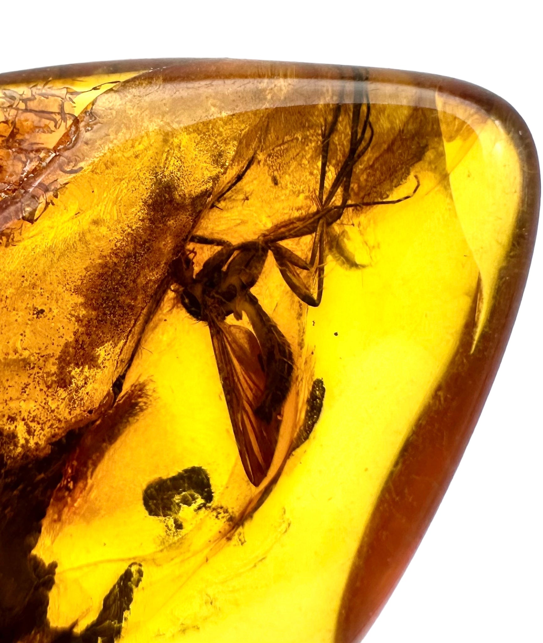 Insects in amber – Lithuania – 3g - IJ009