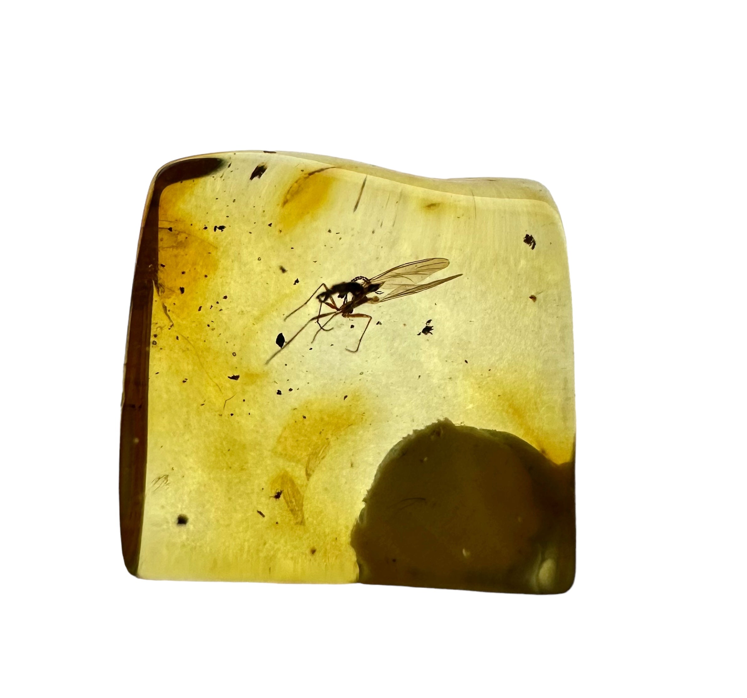Insects in amber in a box with magnifying glass – Lithuania - IJK012