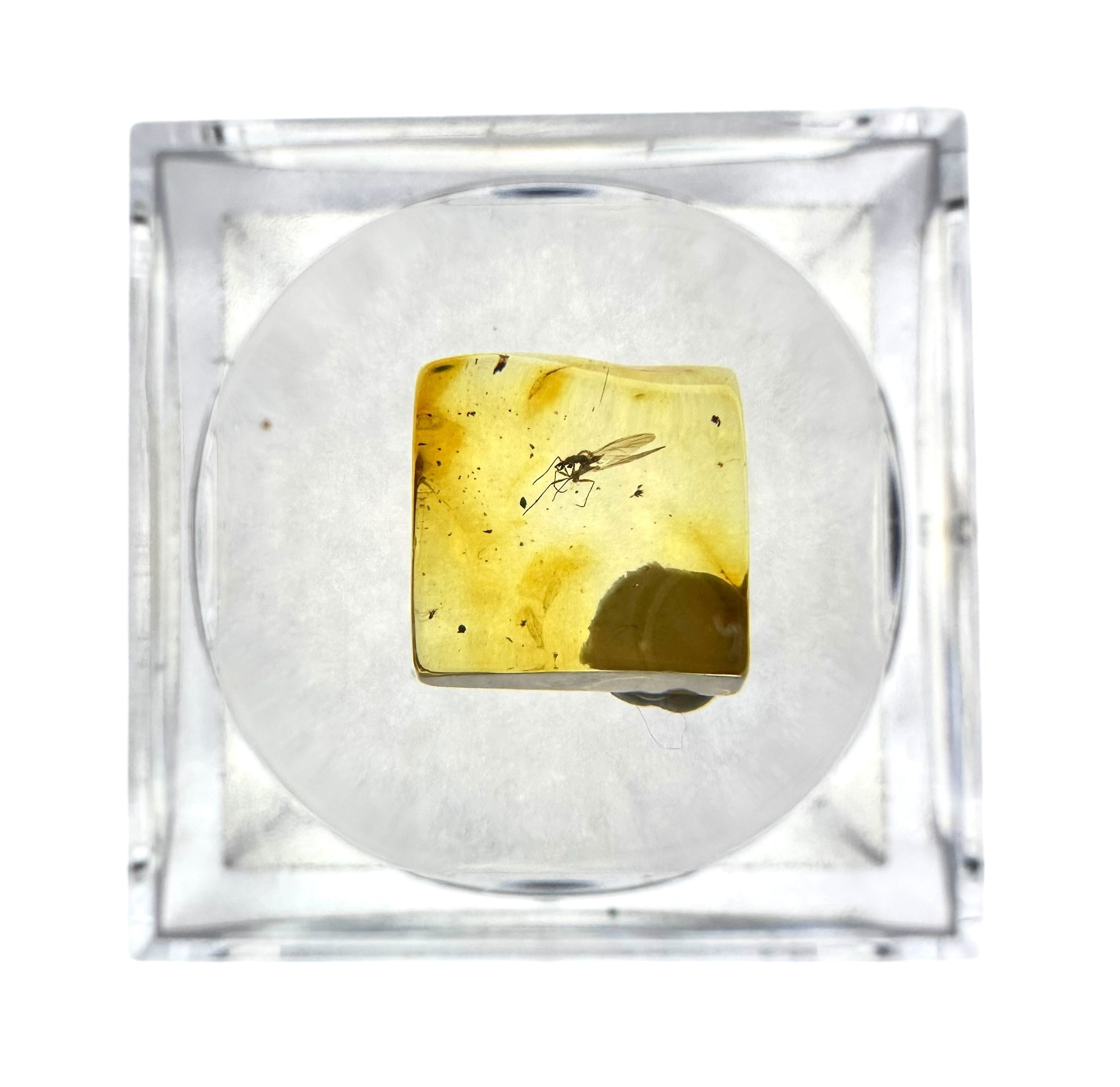 Insects in amber in a box with magnifying glass – Lithuania