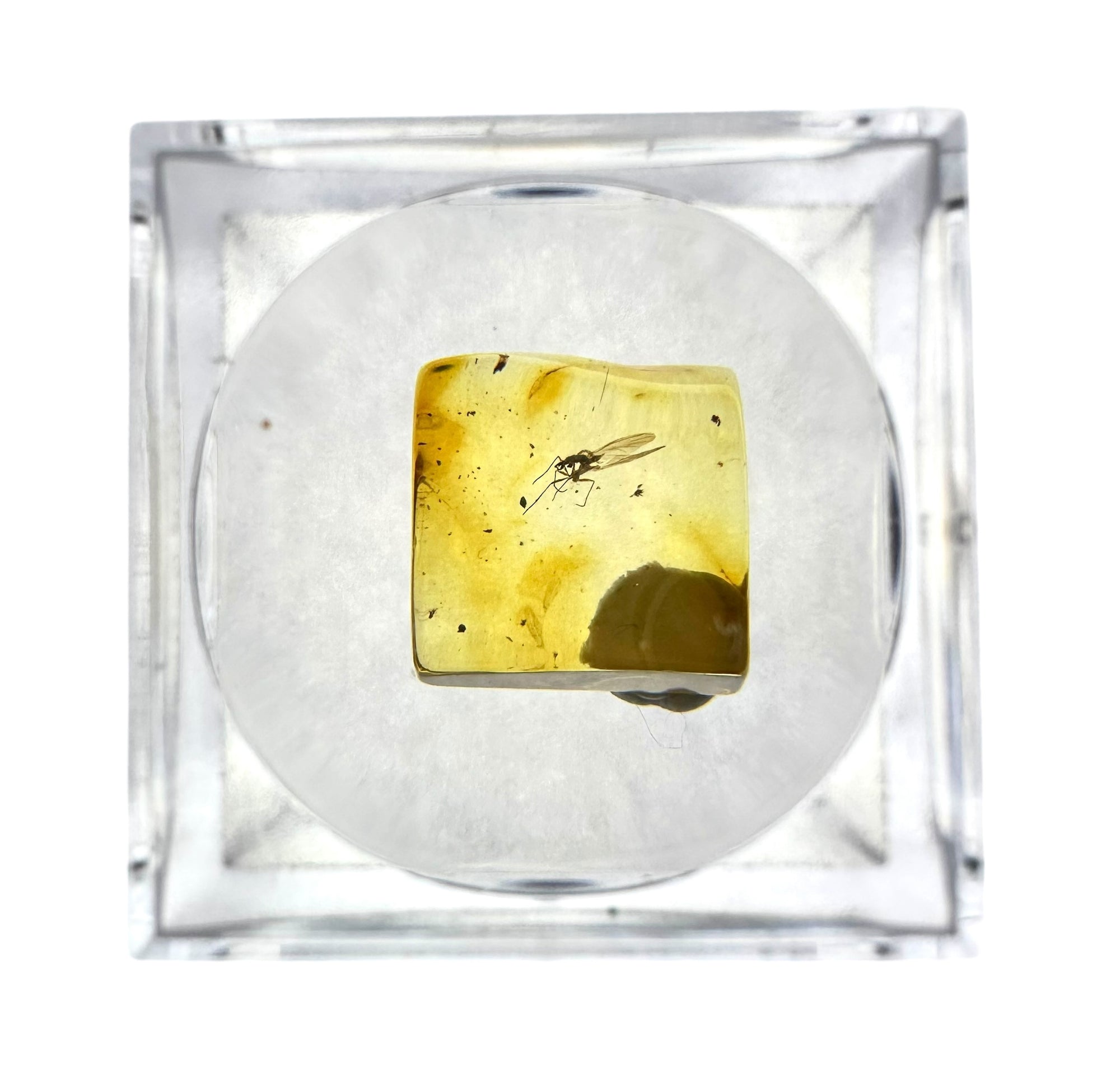 Insects in amber in a box with magnifying glass – Lithuania