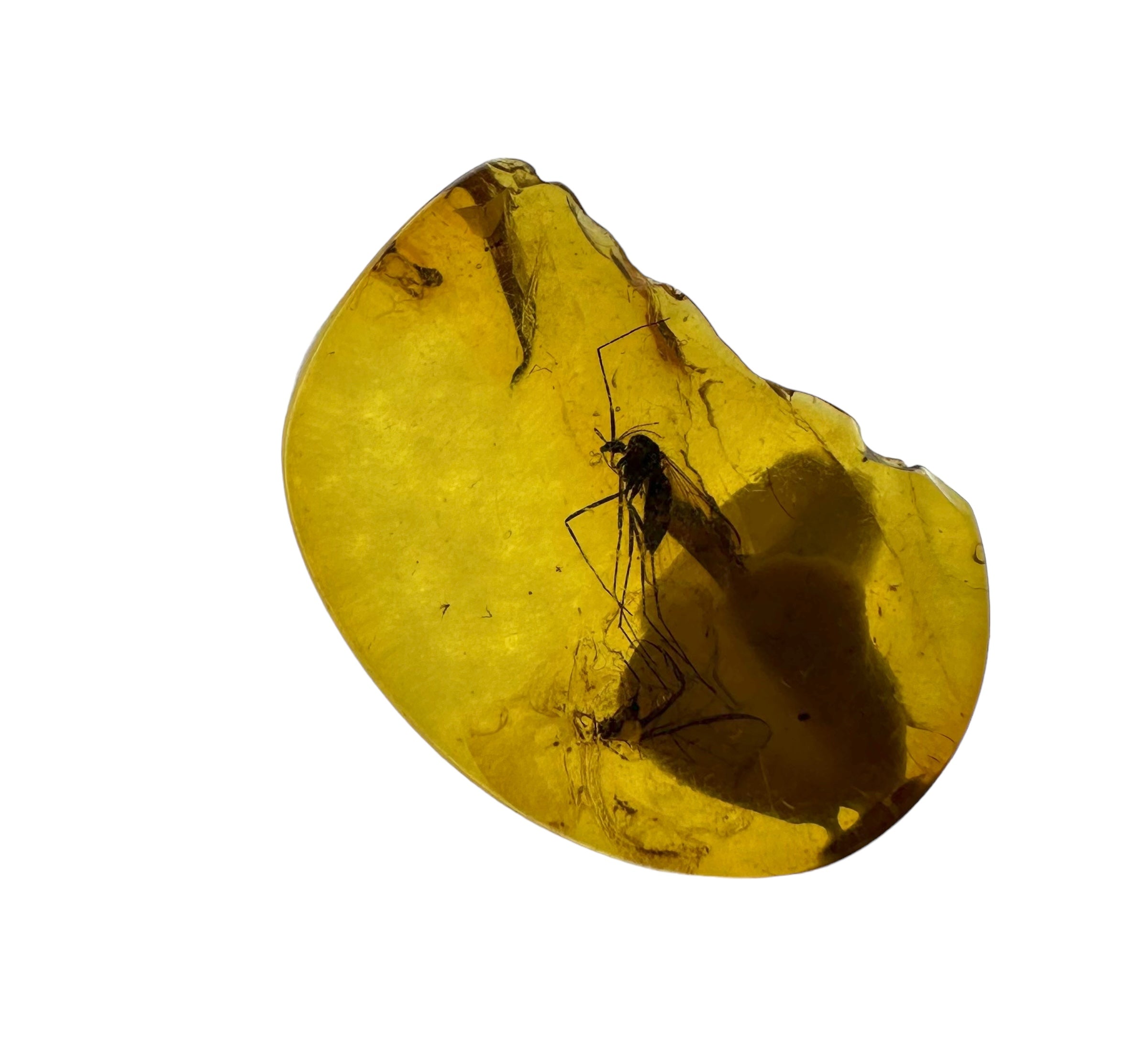 Insects in amber in a box with magnifying glass – Lithuania - IJK015