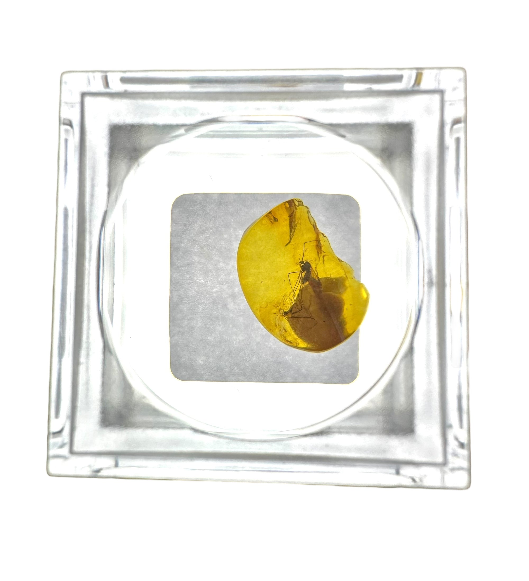 Insects in amber in a box with magnifying glass – Lithuania