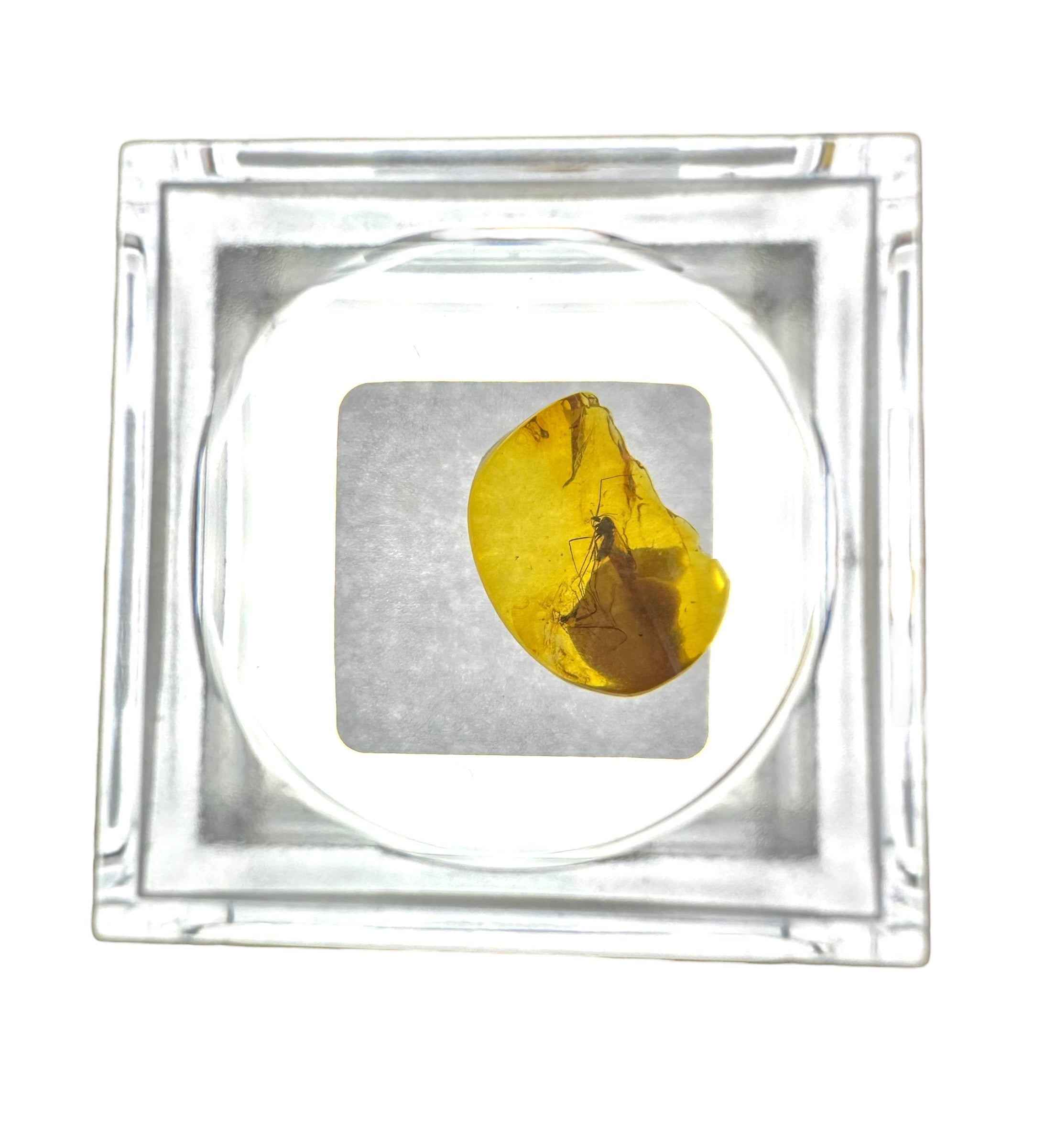 Insects in amber in a box with magnifying glass – Lithuania