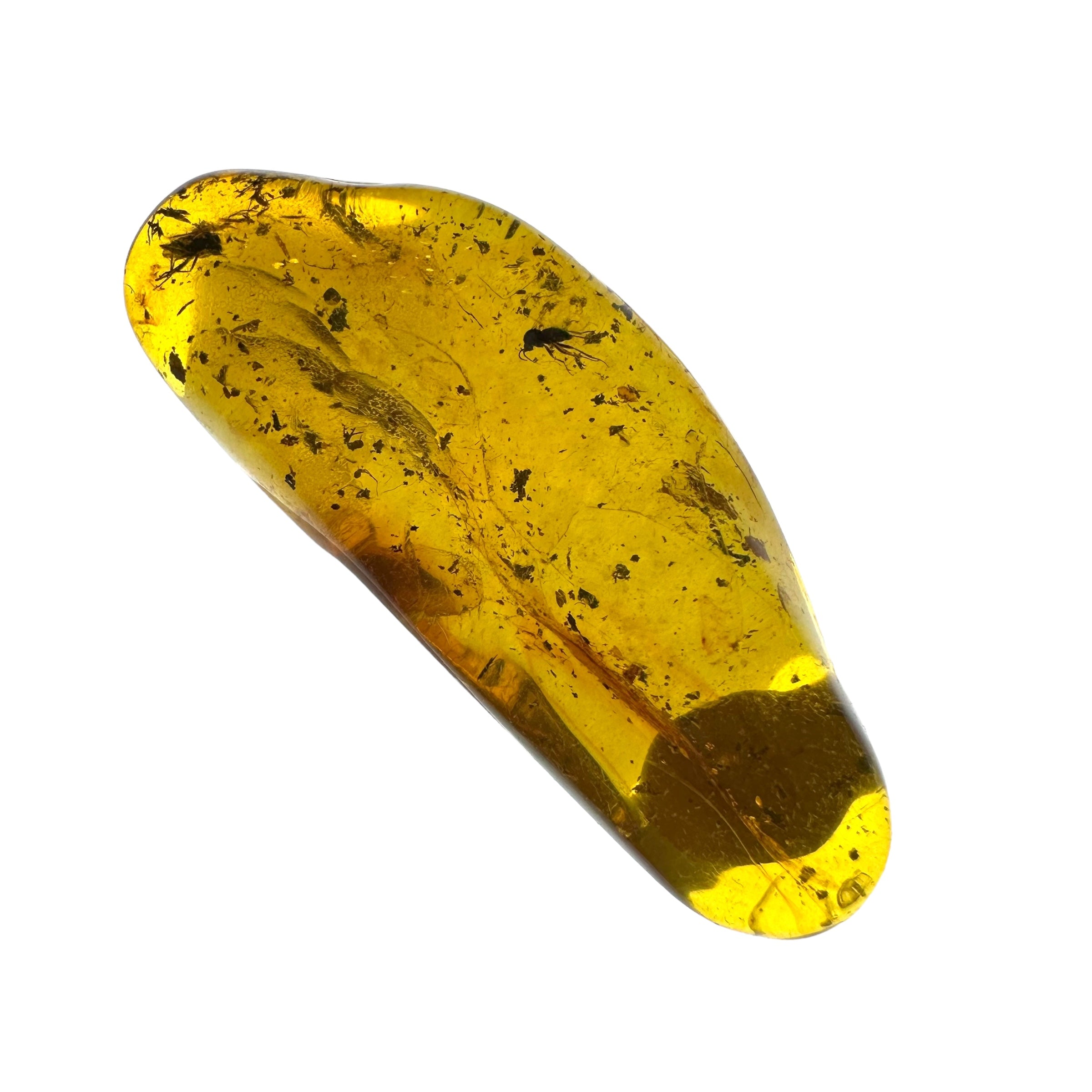 Insects in amber in a box with magnifying glass – Lithuania - IJK016