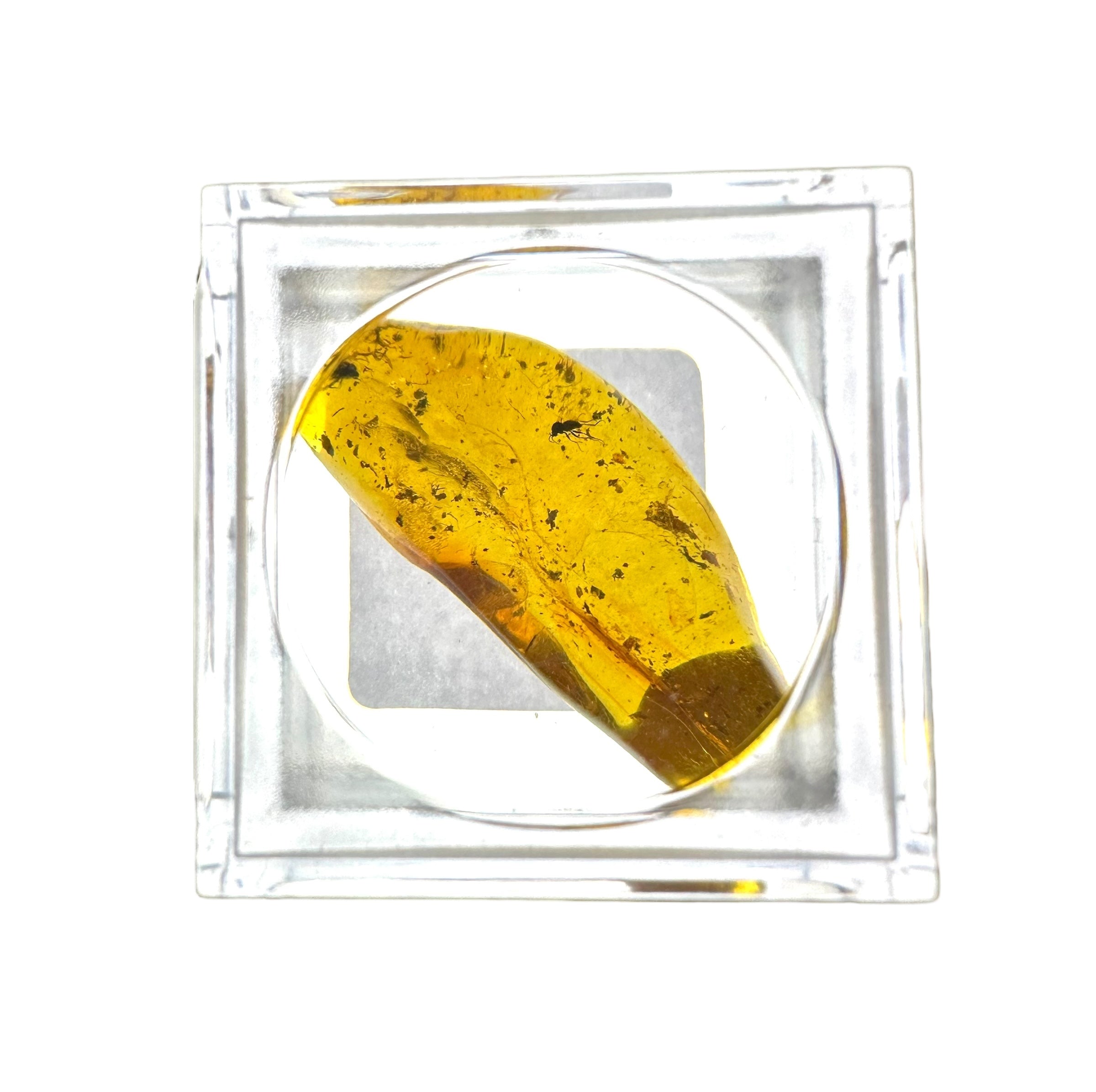 Insects in amber in a box with magnifying glass – Lithuania