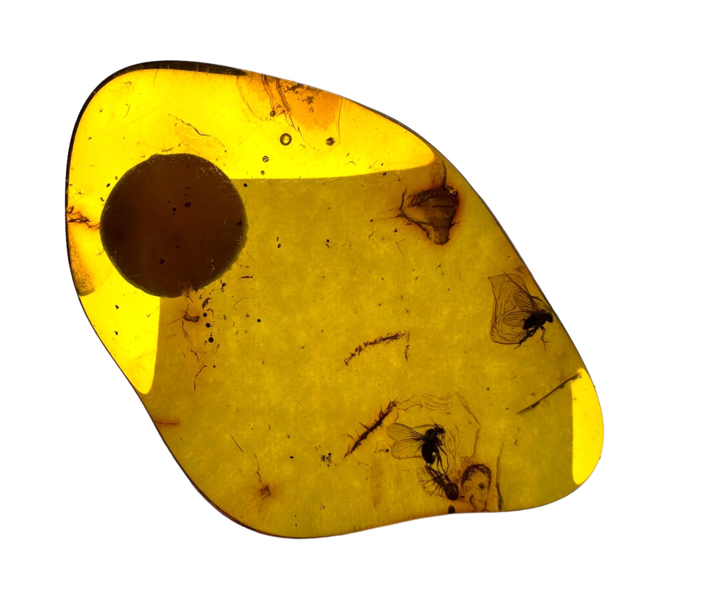 Insects in amber in a box with magnifying glass – Lithuania - IJK017