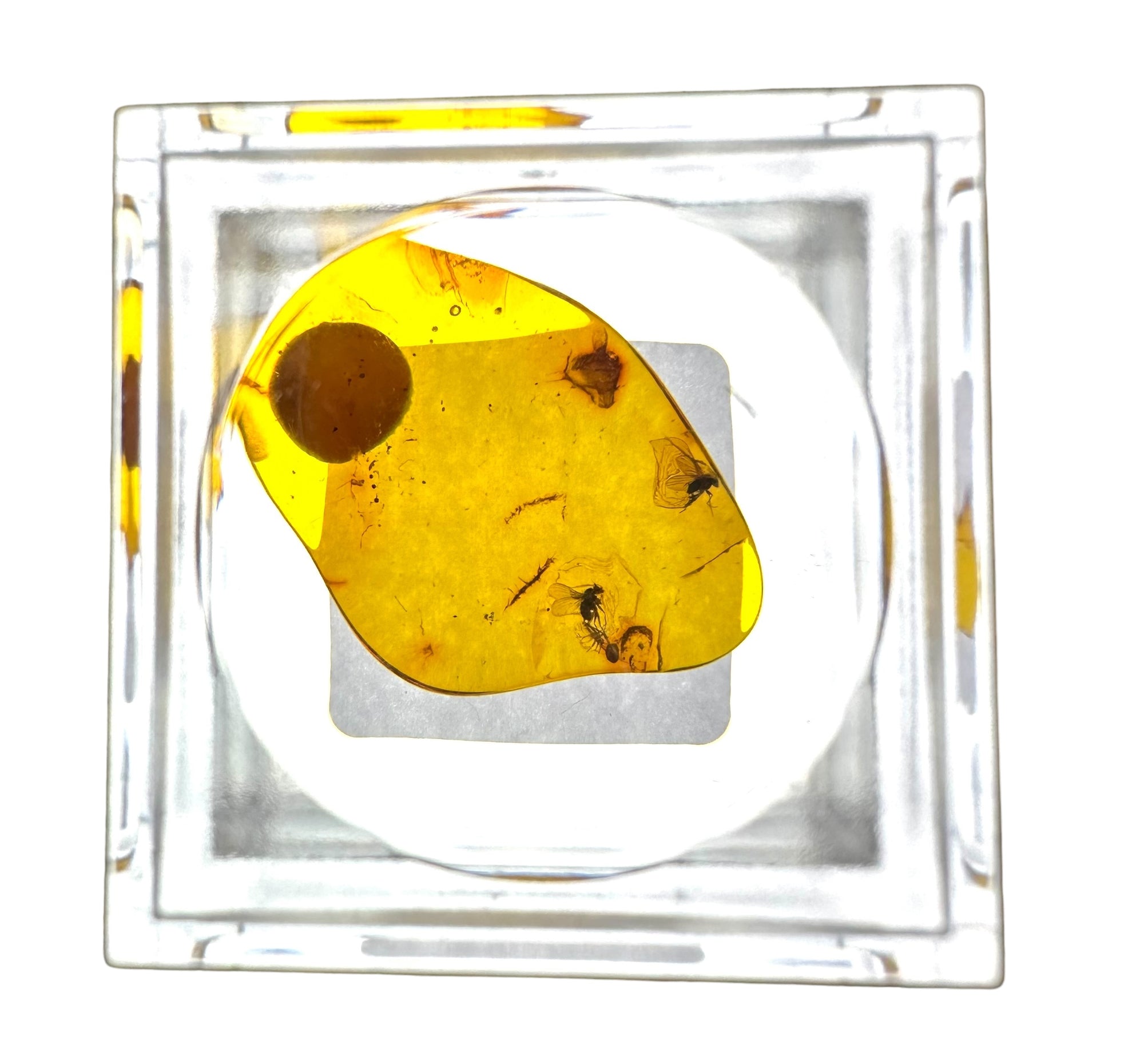 Insects in amber in a box with magnifying glass – Lithuania