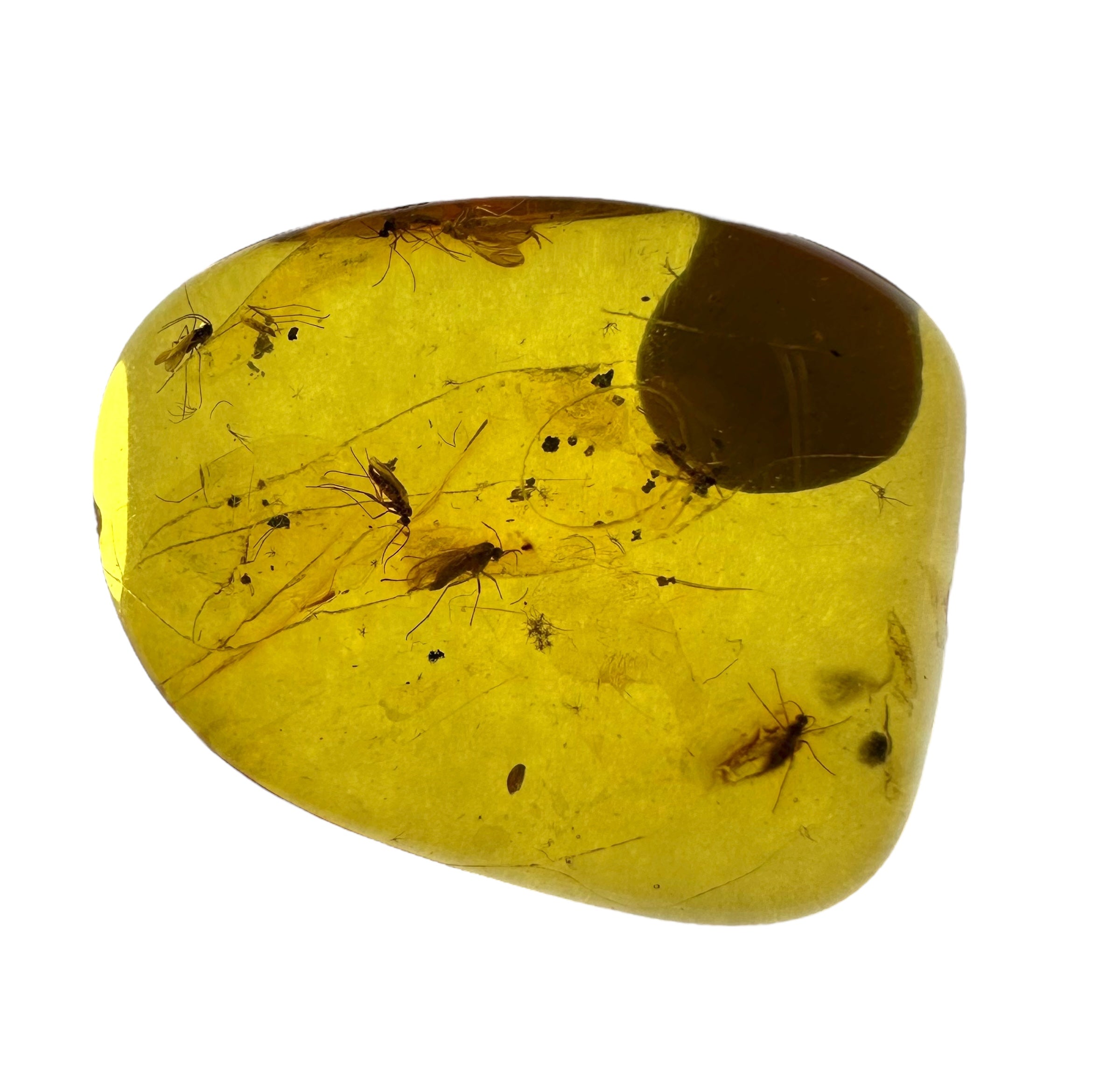 Insects in amber in a box with magnifying glass – Lithuania - IJK018