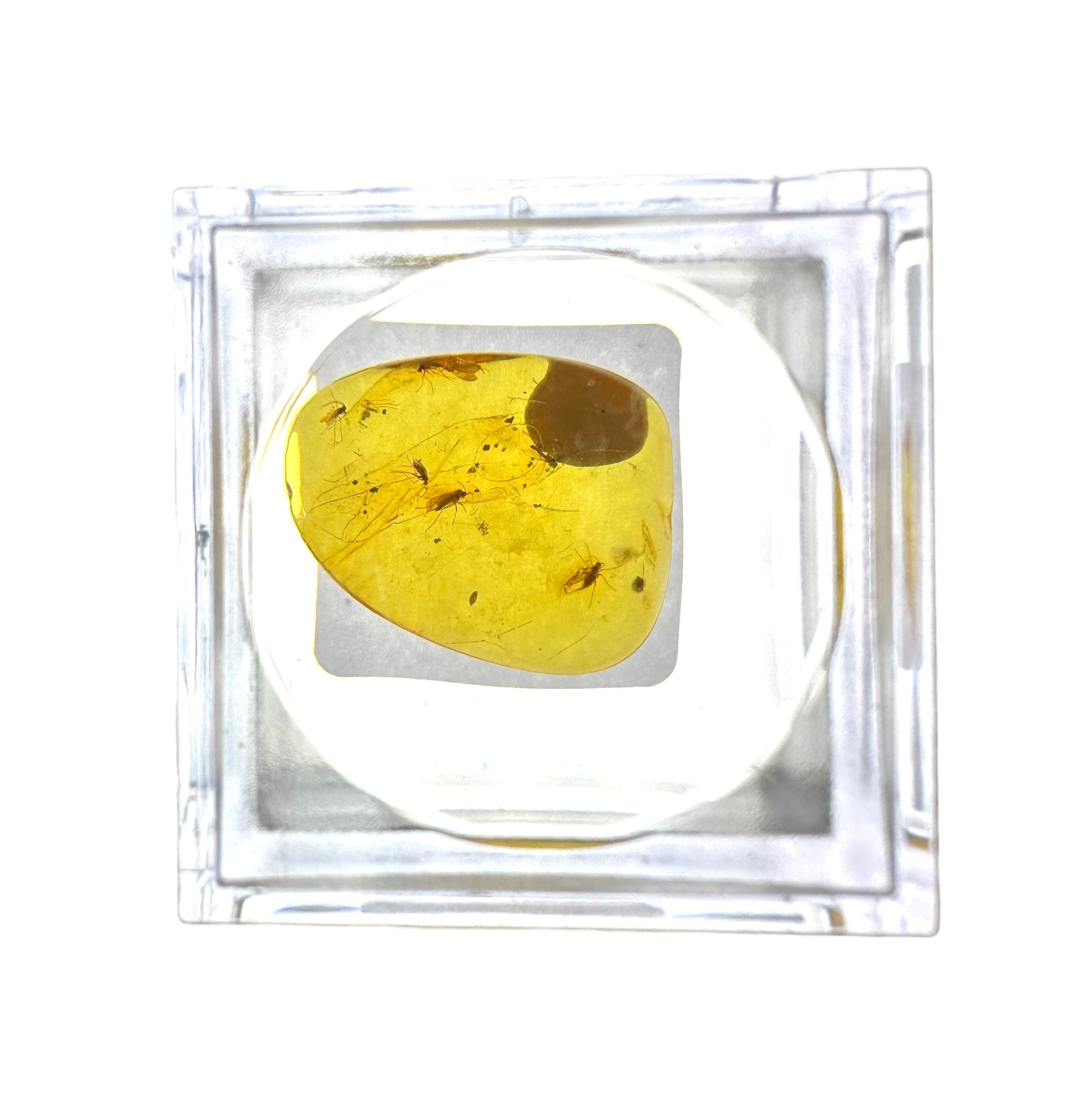 Insects in amber in a box with magnifying glass – Lithuania