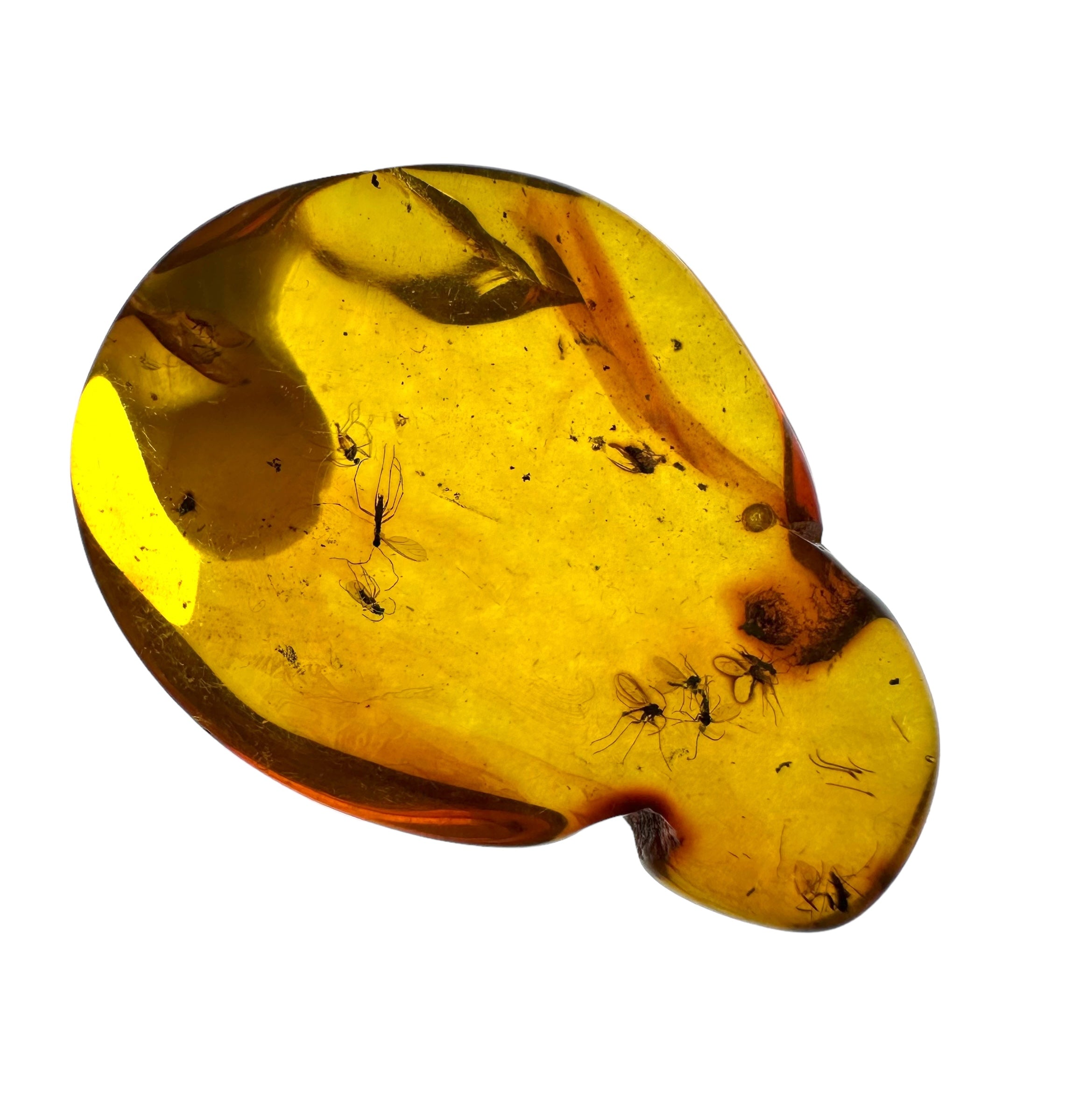 Insects in amber in a box with magnifying glass – Lithuania - IJK019