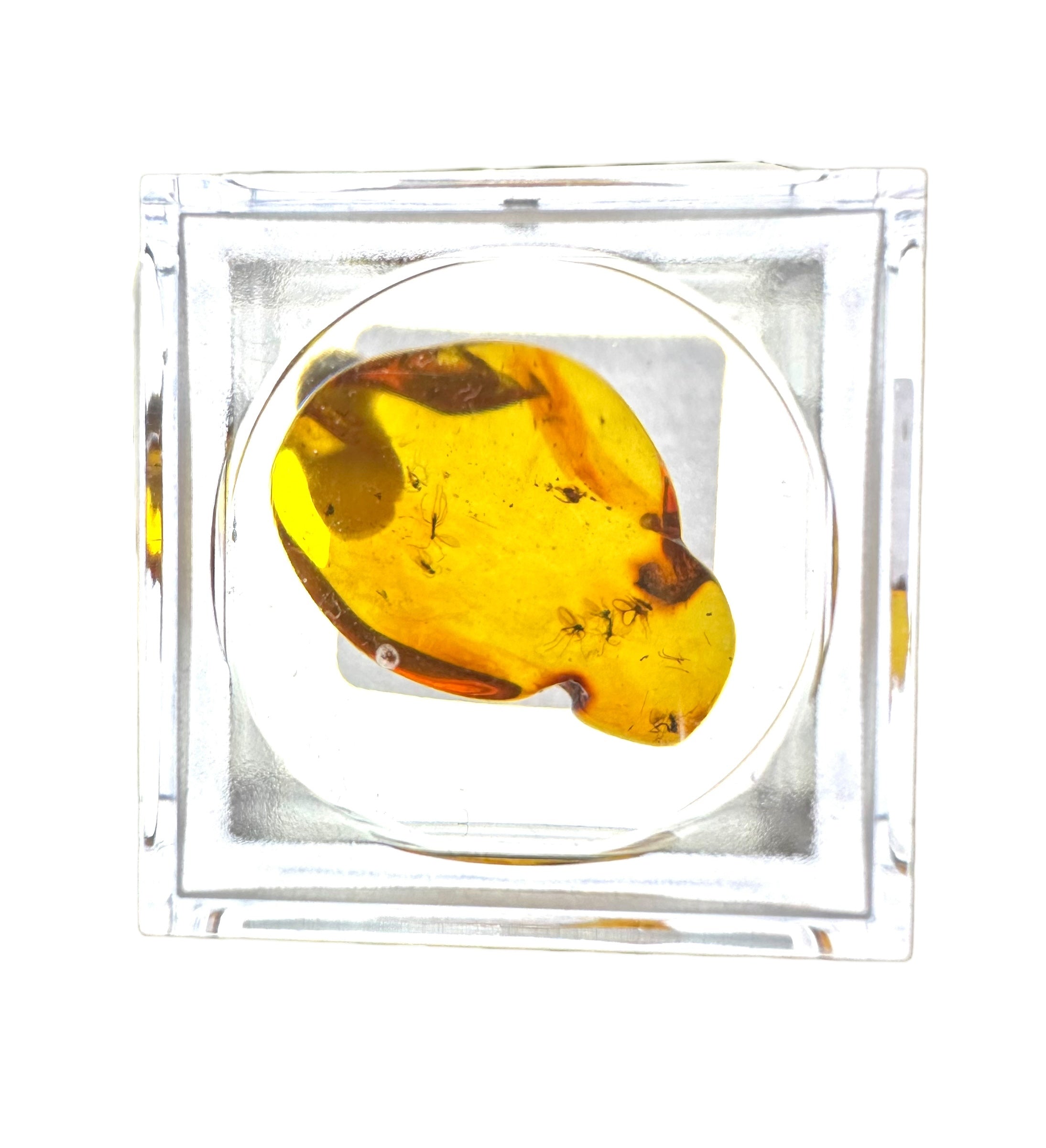Insects in amber in a box with magnifying glass – Lithuania
