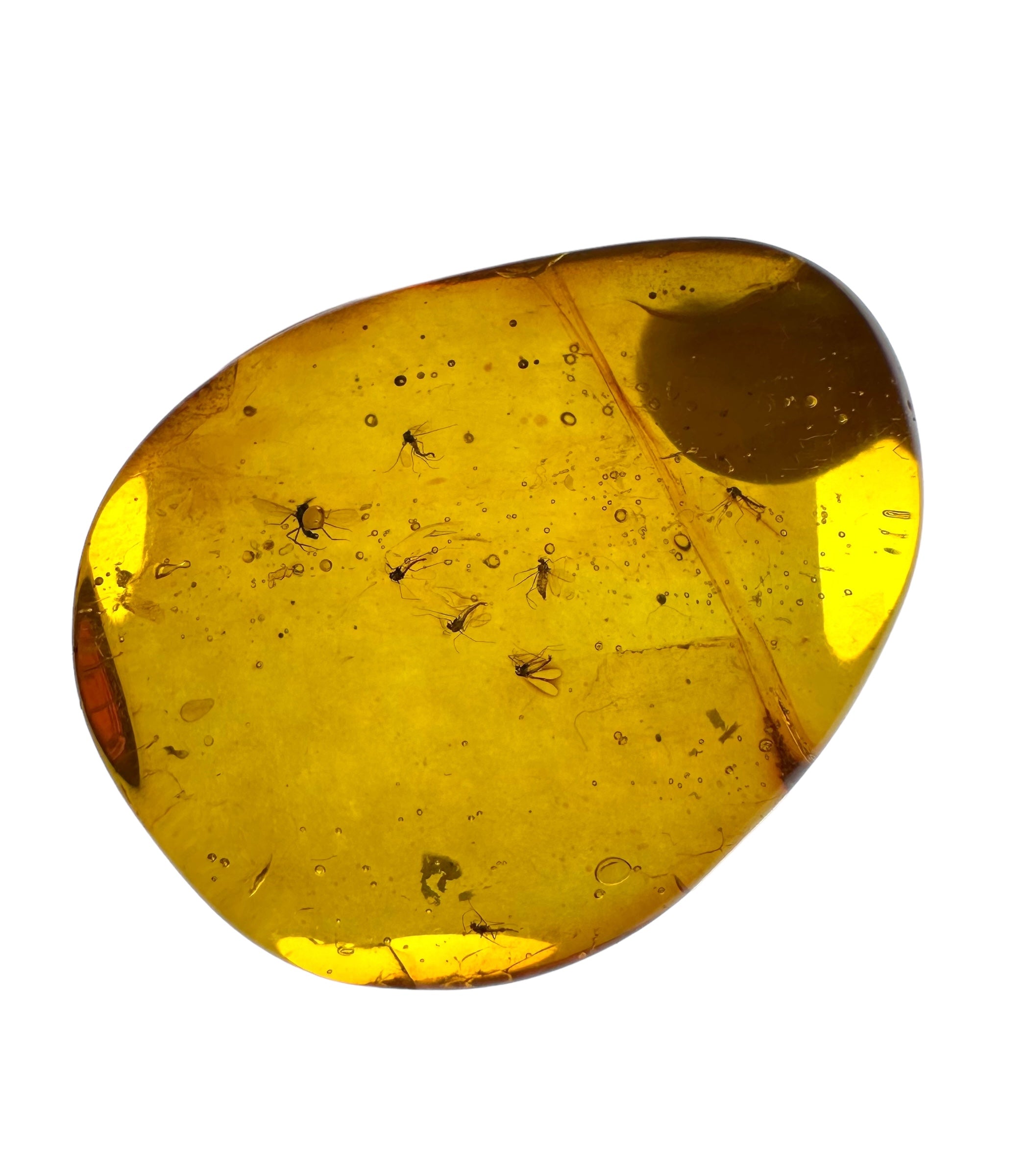 Insects in amber in a box with magnifying glass – Lithuania - IJK020