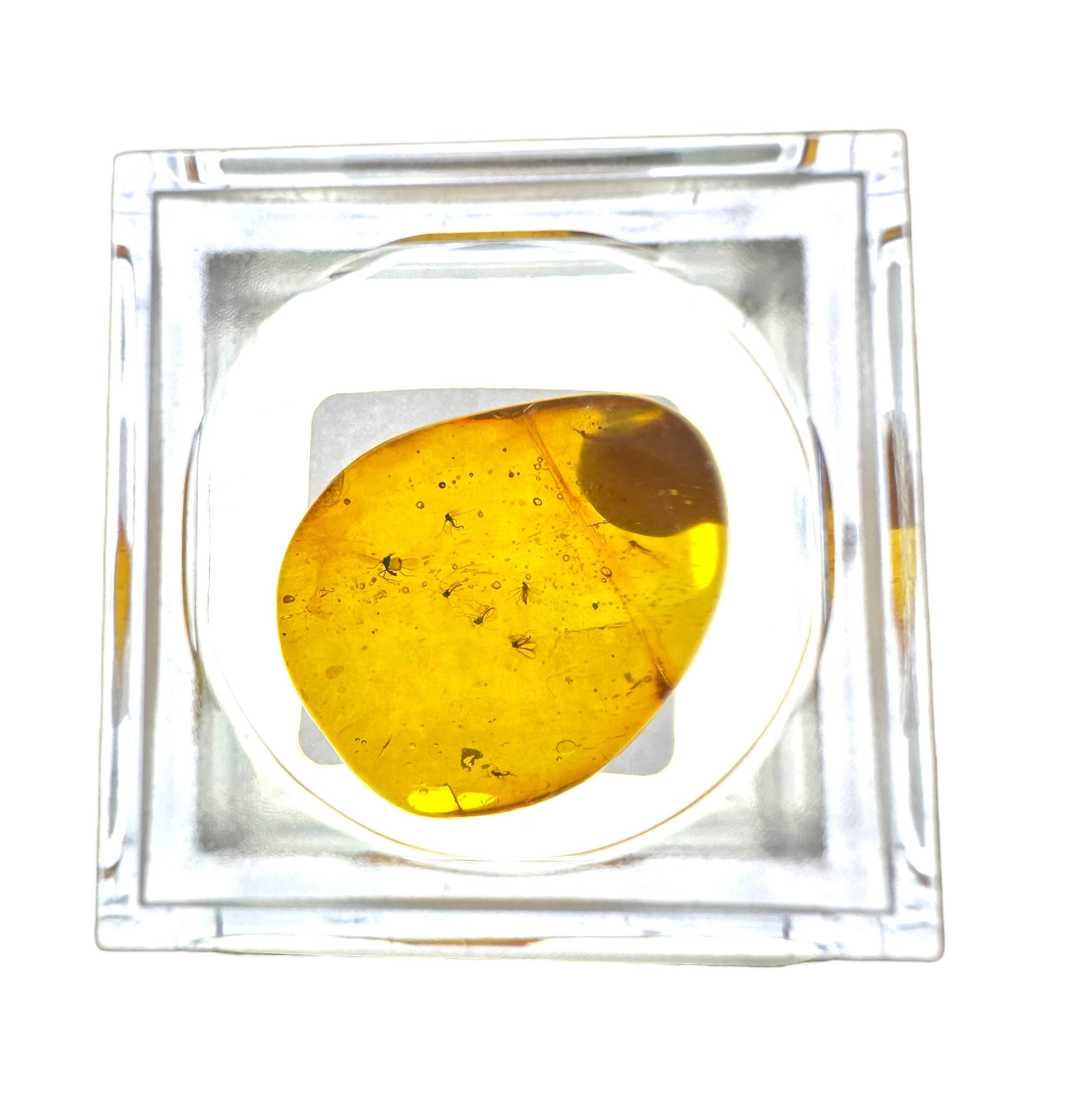 Insects in amber in a box with magnifying glass – Lithuania