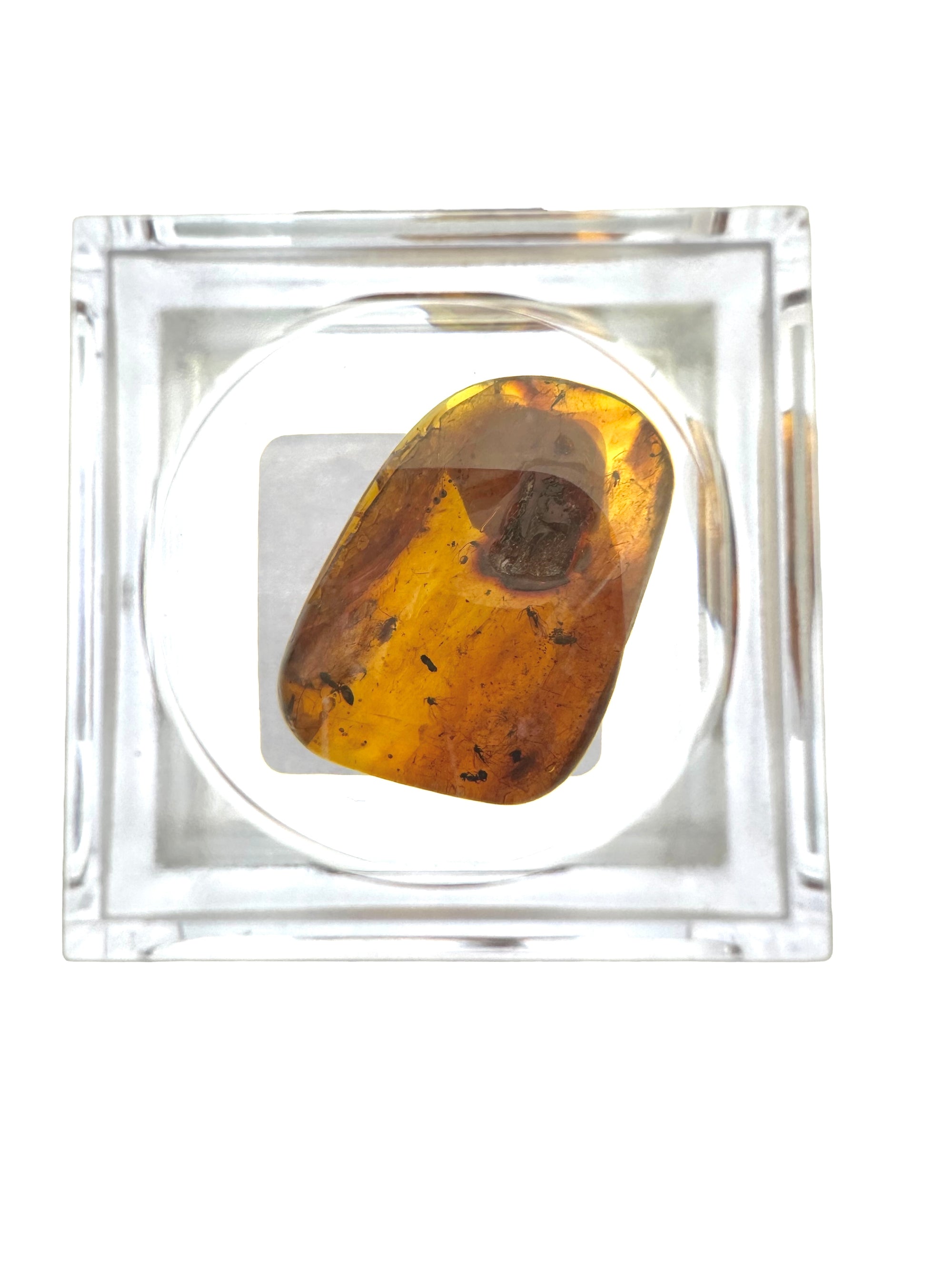 Insects in amber in a box with magnifying glass – Lithuania