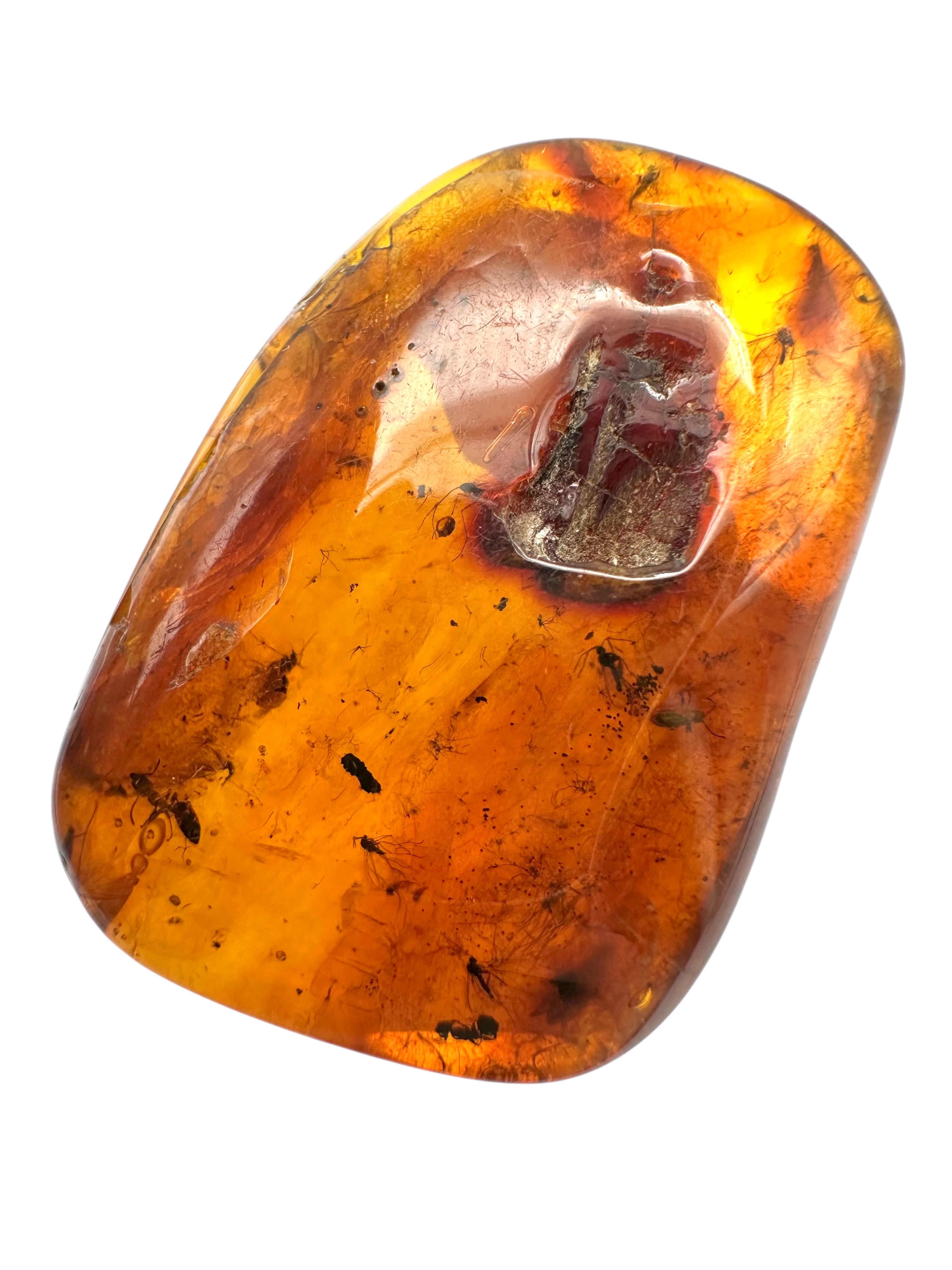 Insects in amber in a box with magnifying glass – Lithuania - IJK022