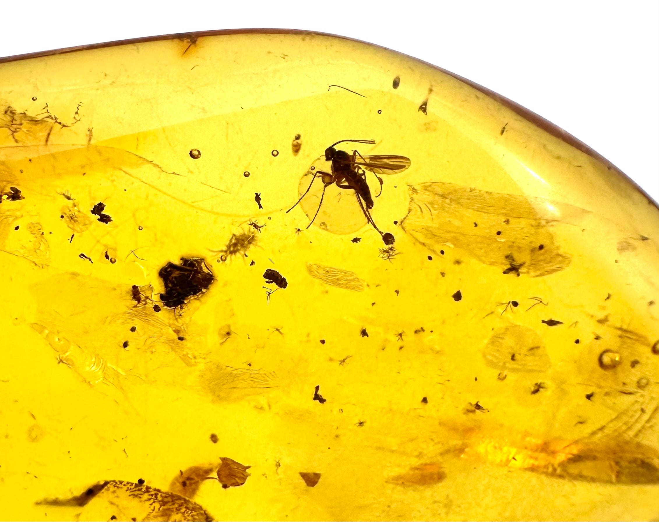 Insects in amber – Lithuania – 3g - IJ013