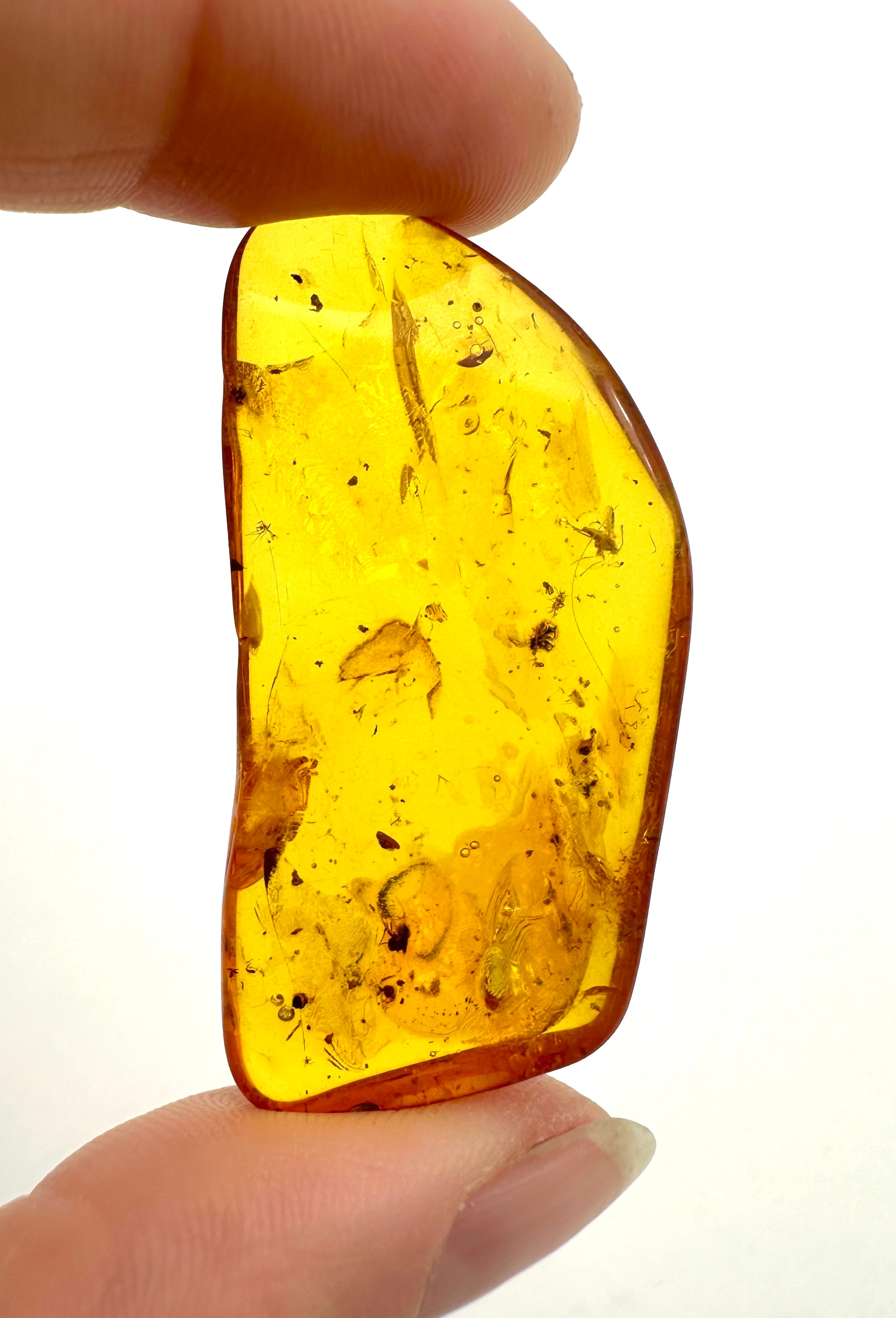Insects in amber – Lithuania – 3g