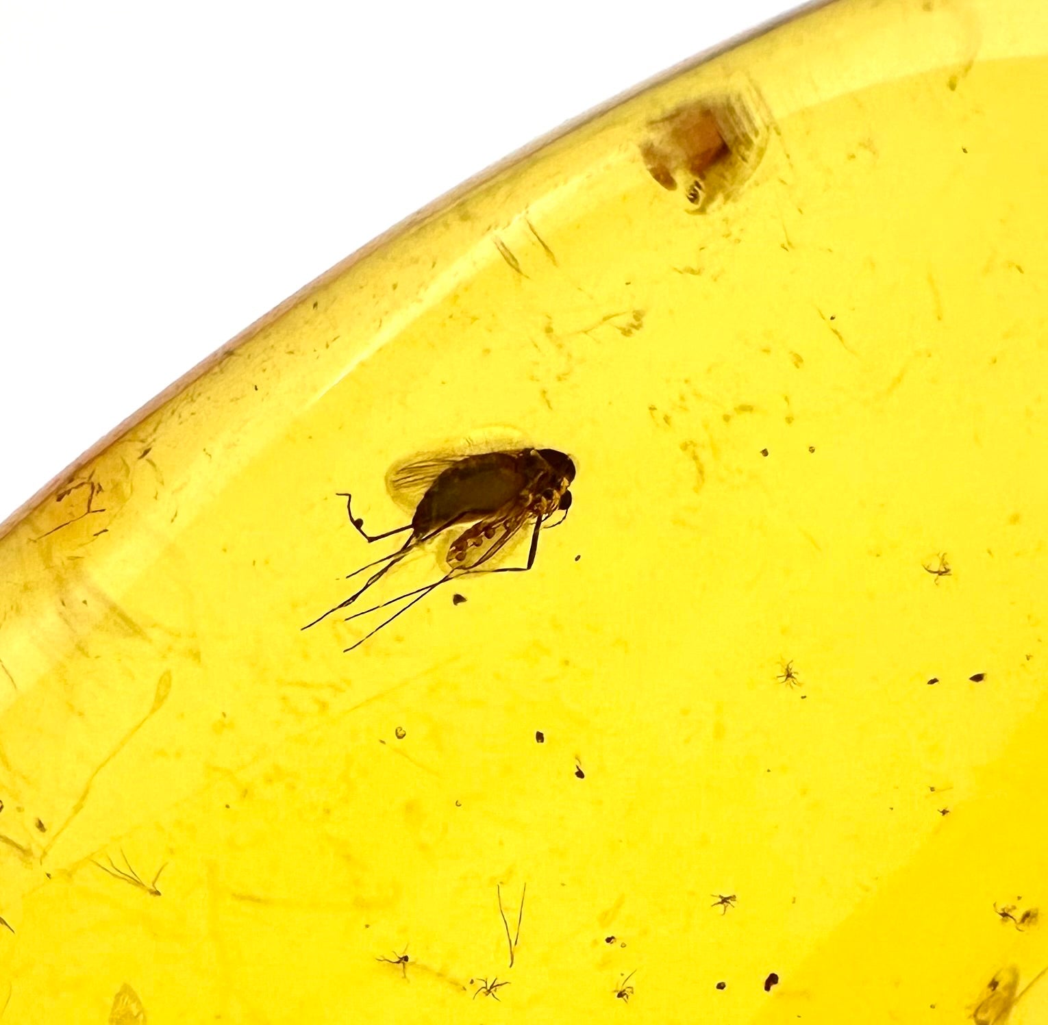 Insects in amber – Lithuania – 5g - IJ014