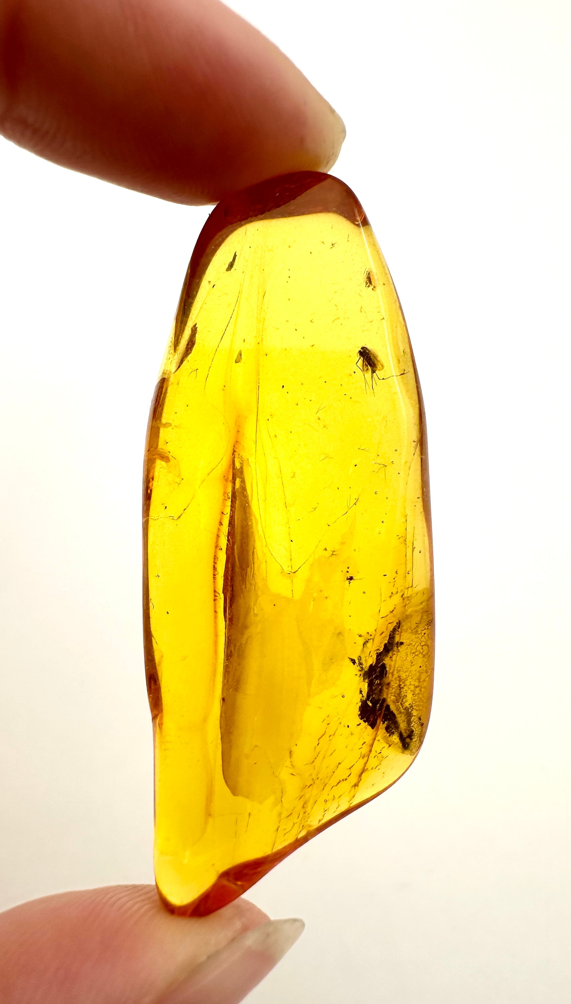 Insects in amber – Lithuania – 5g