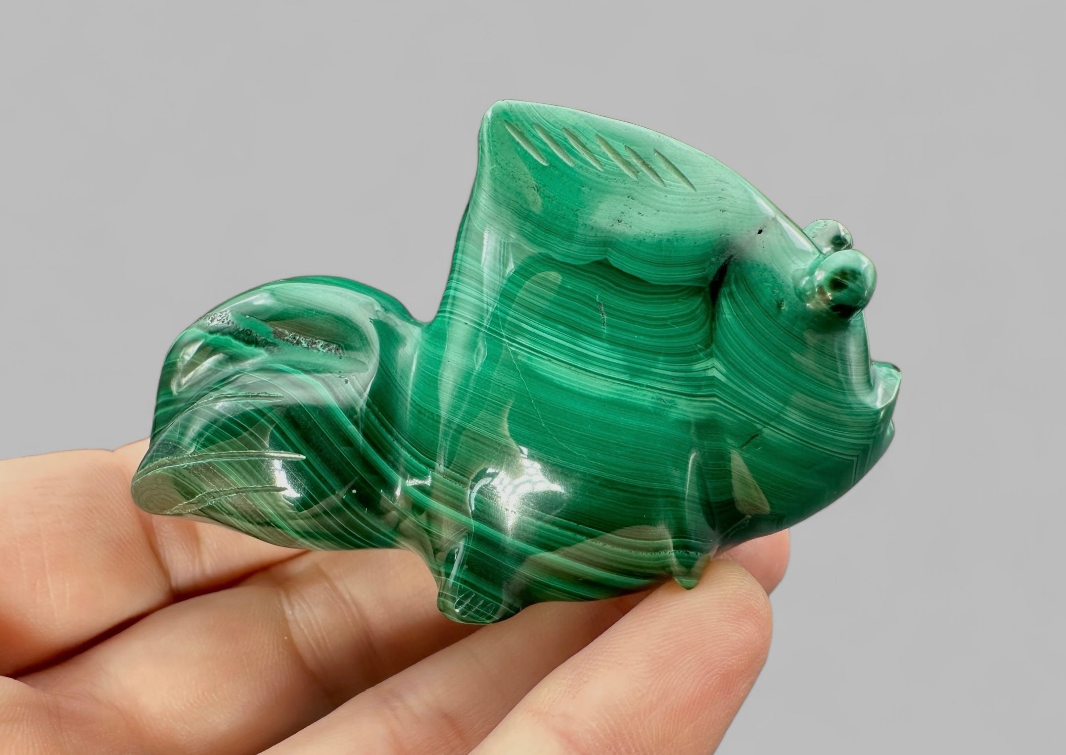 Malachite animal – Fish - MZ016