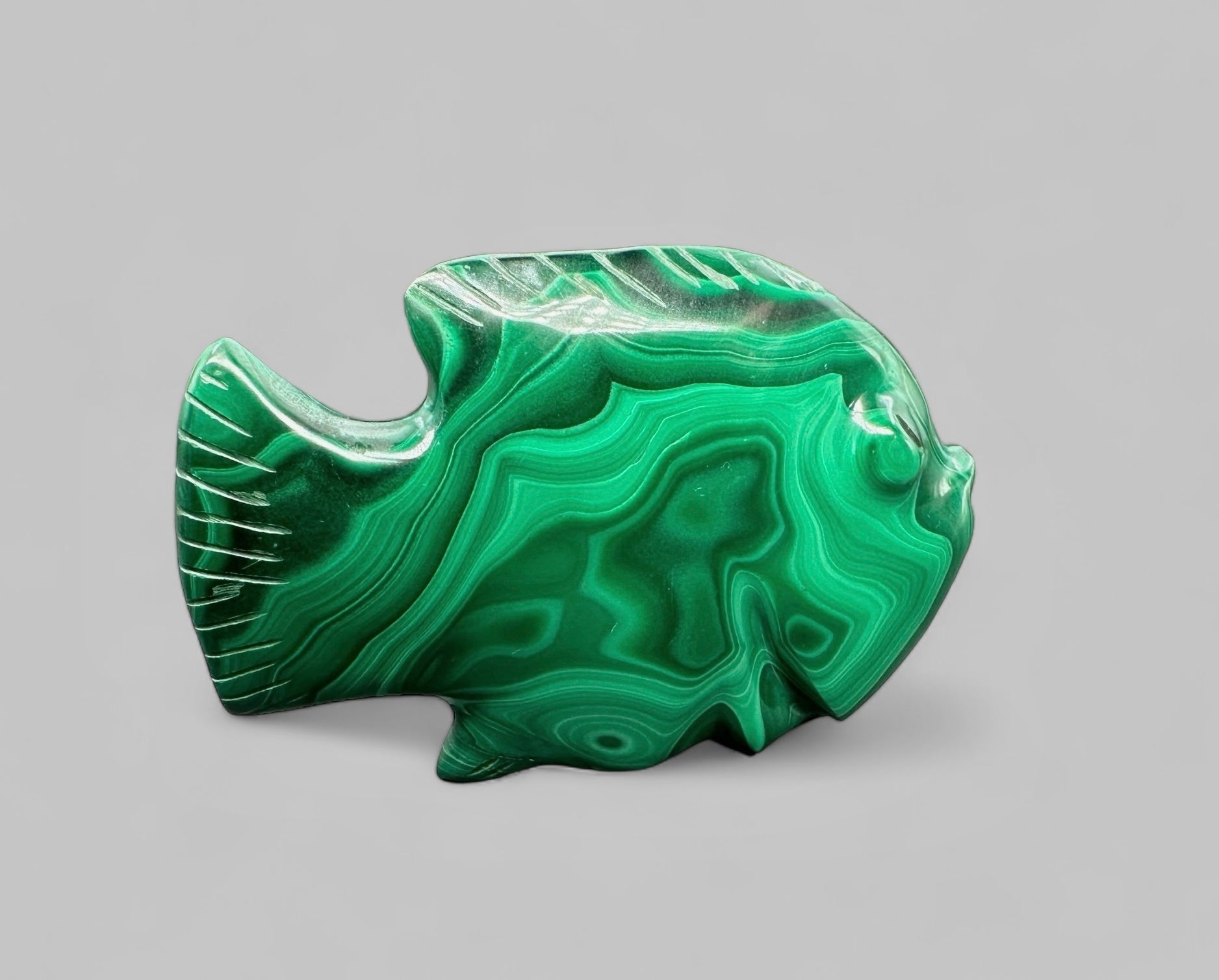 Malachite animal – Fish