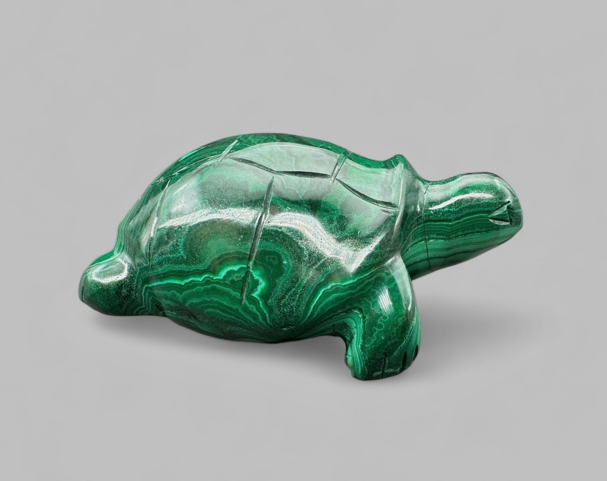Malachite animal – Turtle