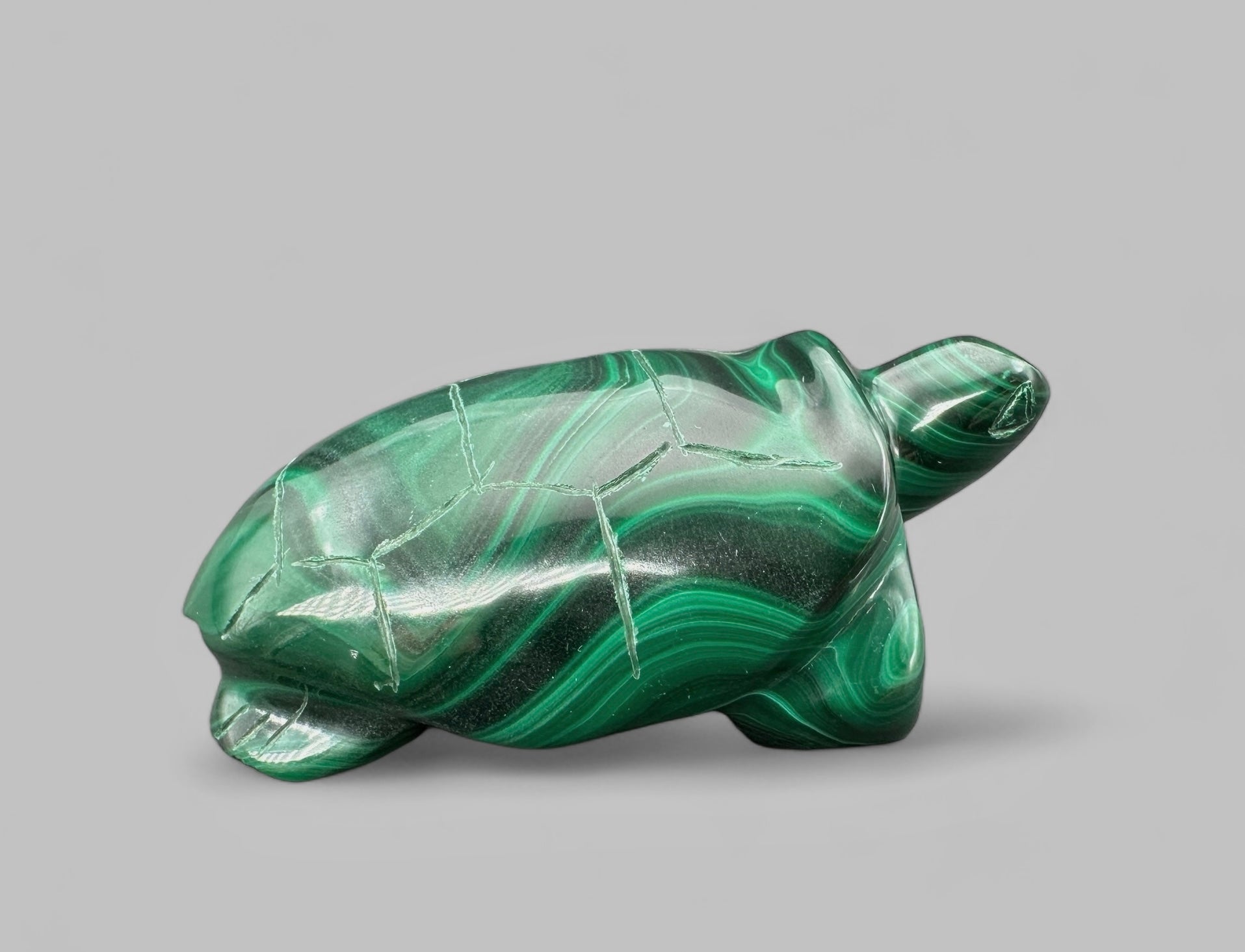 Malachite animal – Turtle