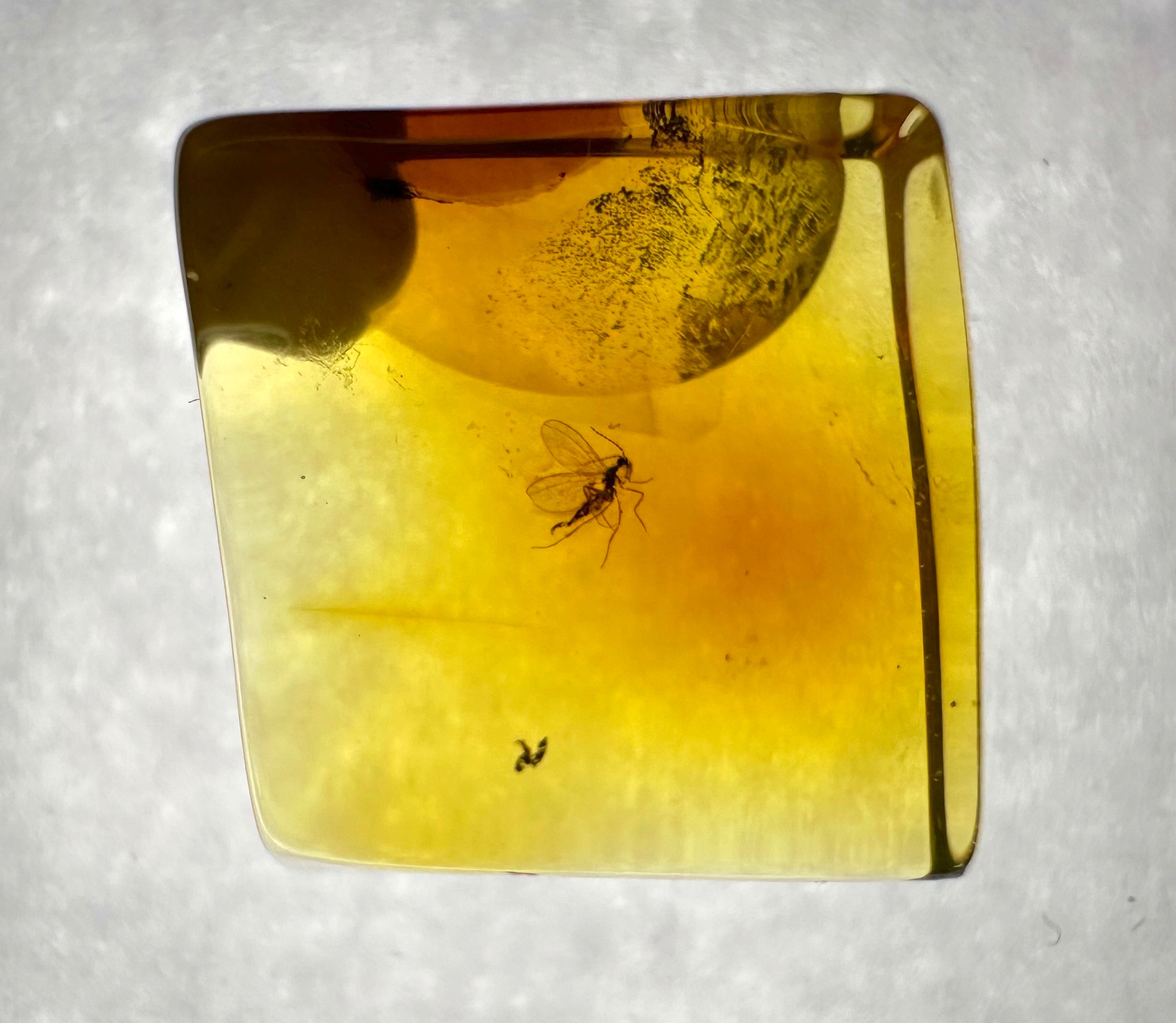Insects in amber in a box with magnifying glass – Lithuania - IJK023