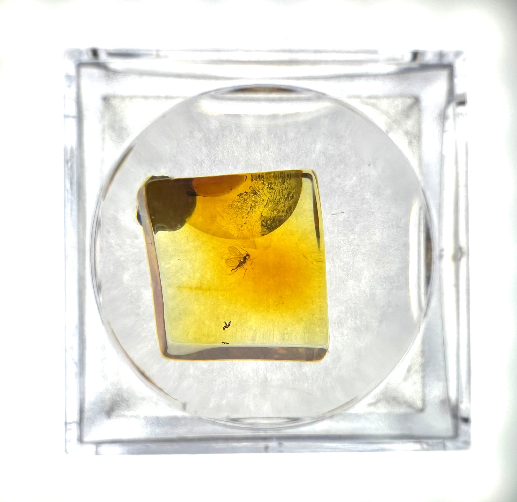 Insects in amber in a box with magnifying glass – Lithuania