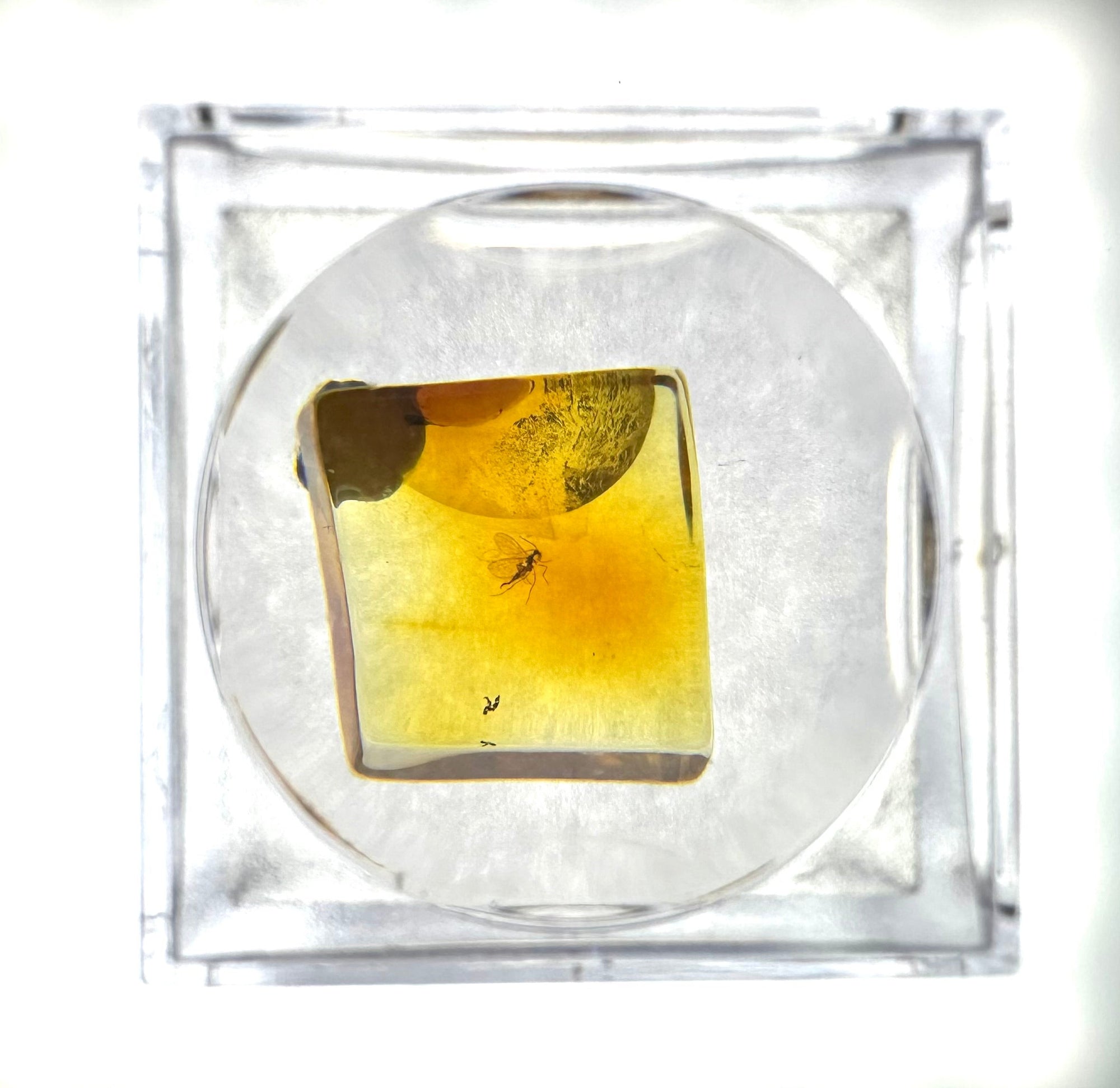 Insects in amber in a box with magnifying glass – Lithuania