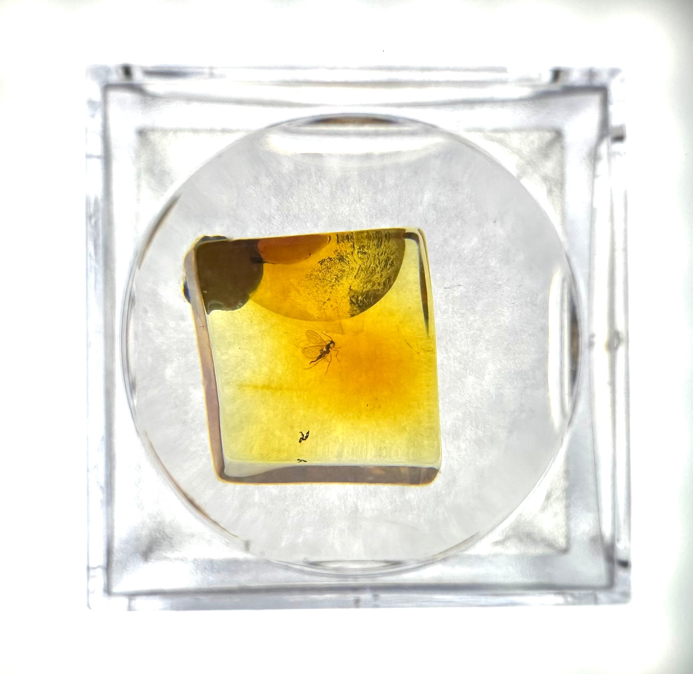 Insects in amber in a box with magnifying glass – Lithuania