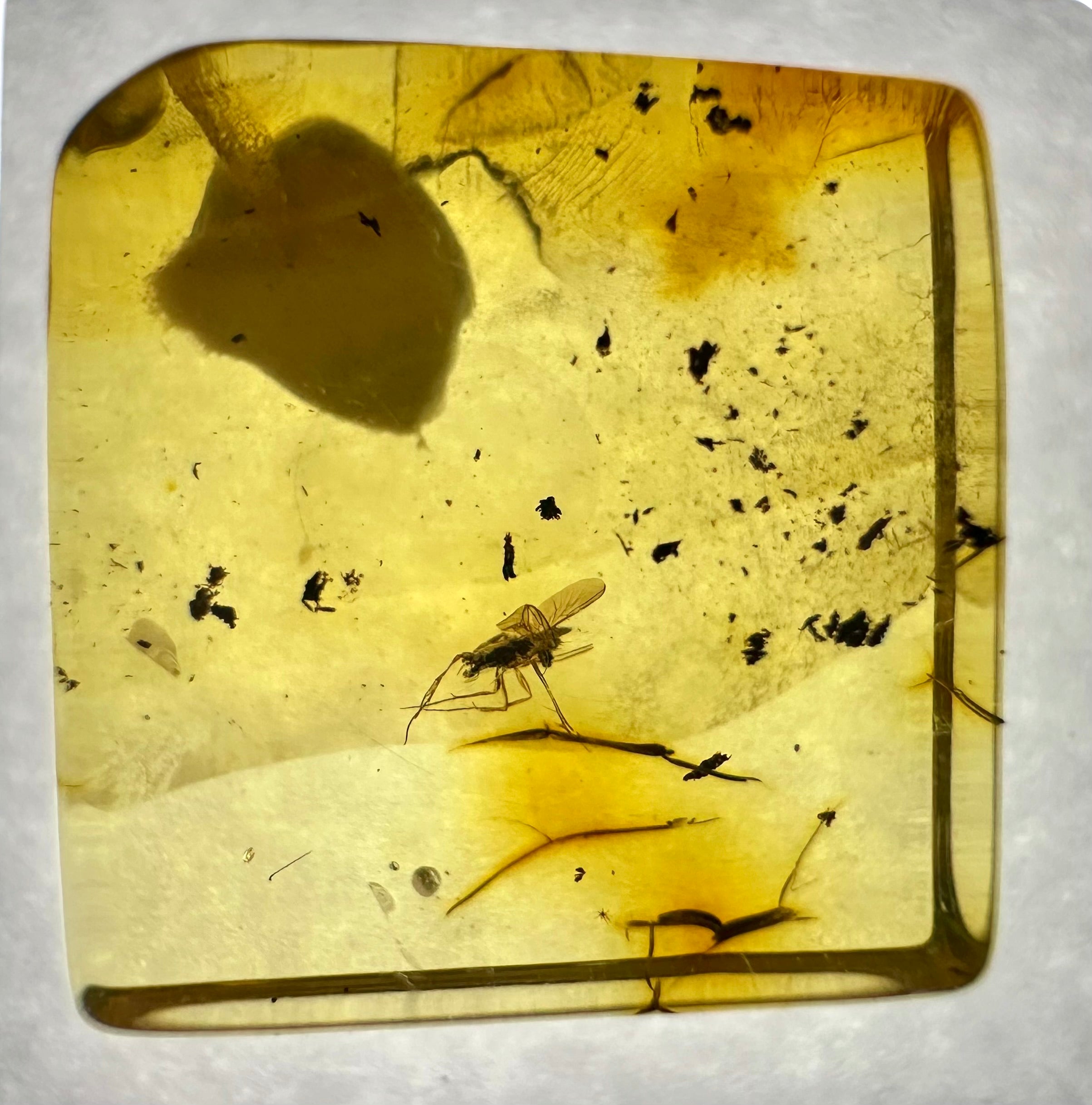 Insects in amber in a box with magnifying glass – Lithuania - IJK024